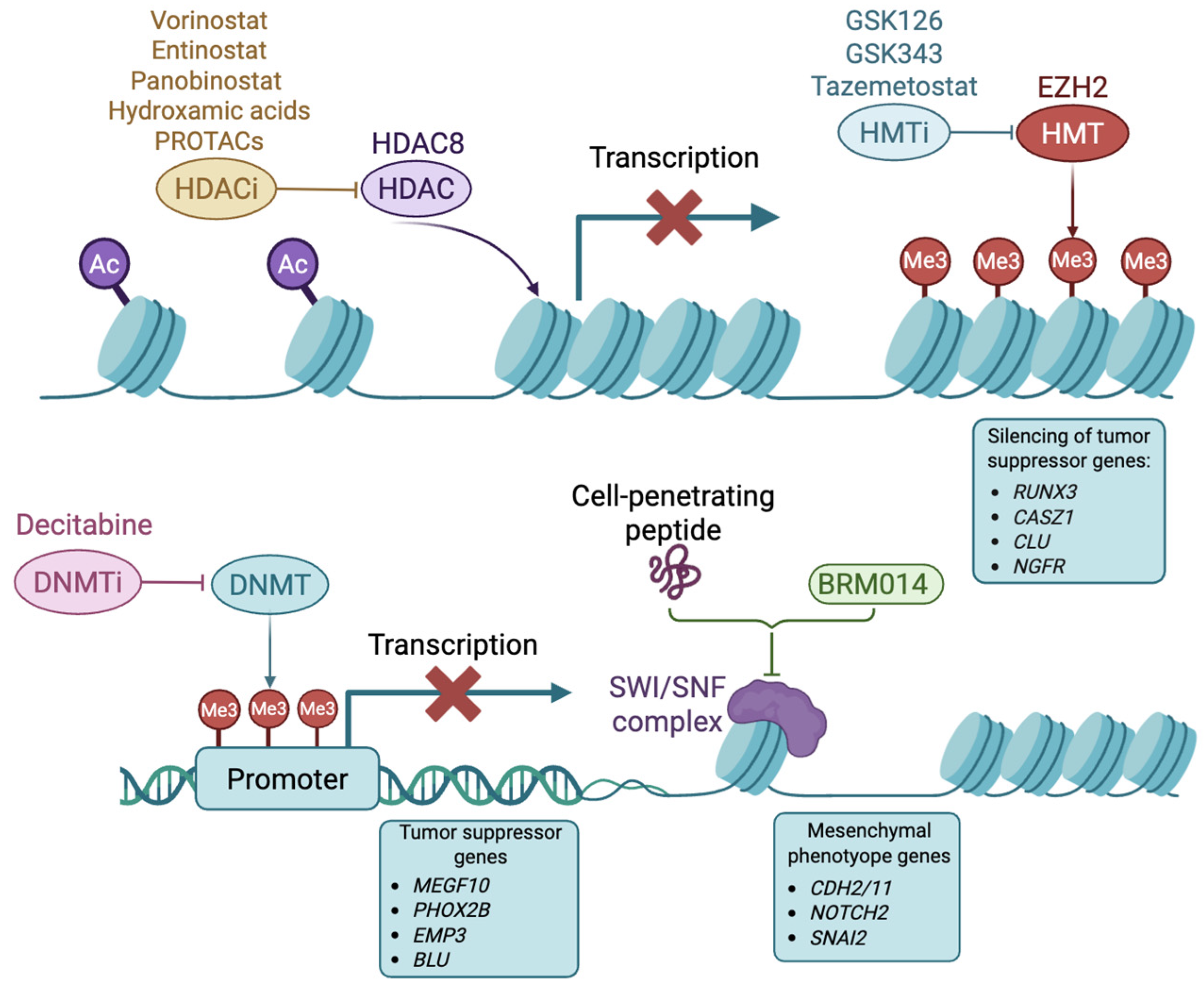 Cancers 17 01812 g002