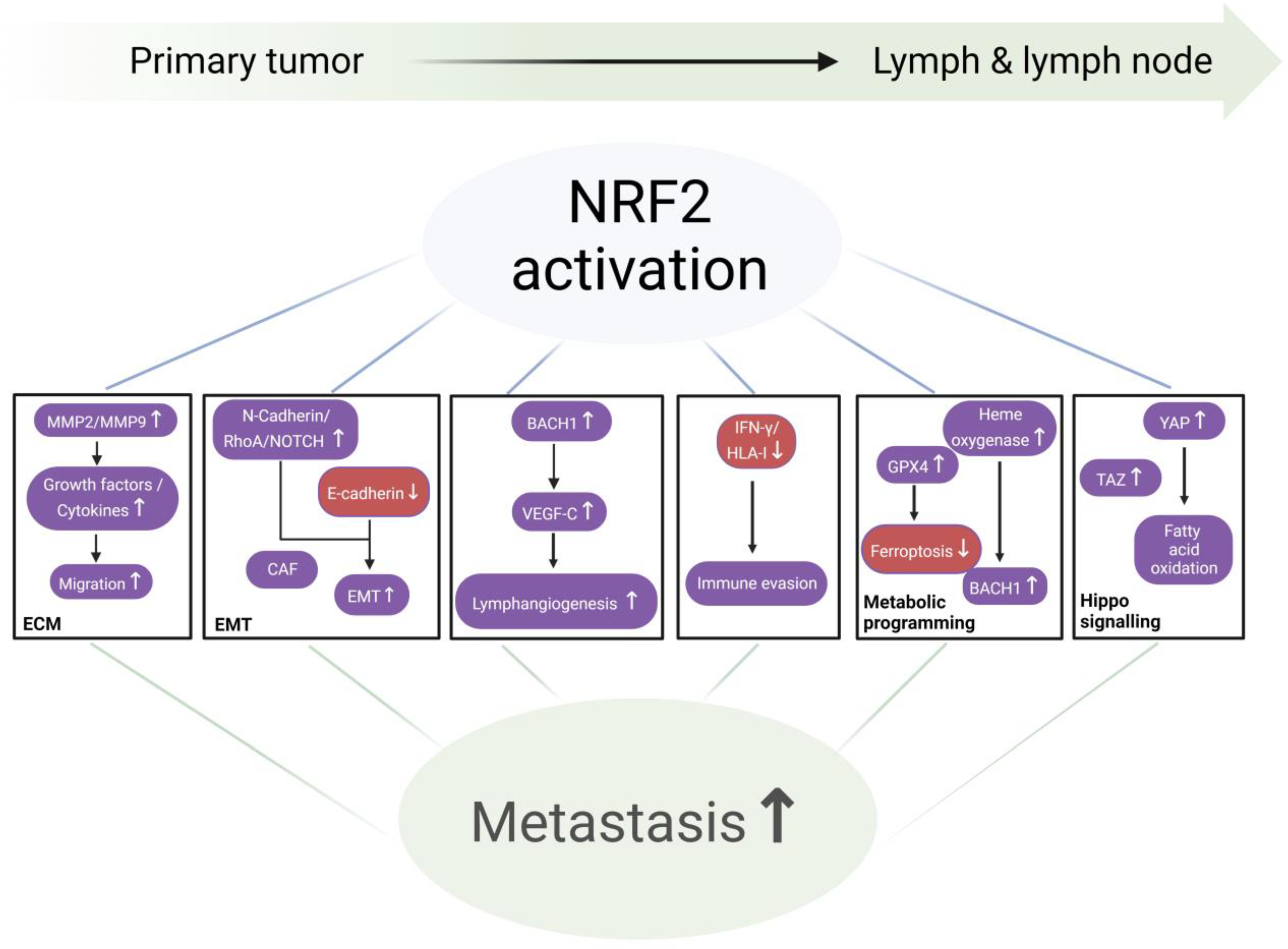 Cancers 17 01853 g003 Cancers 17 01853 g003