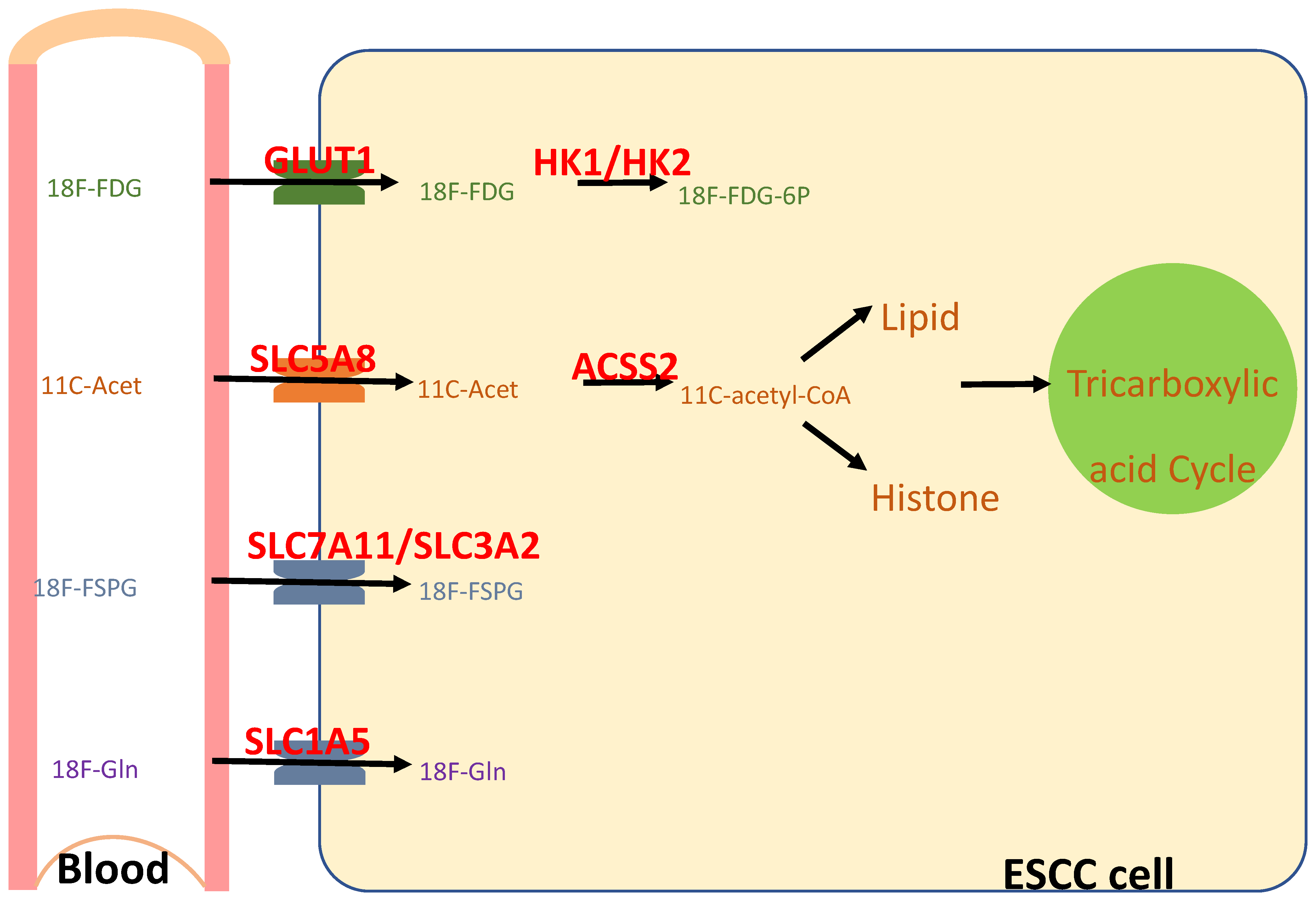 Cancers 17 01853 g005 Cancers 17 01853 g005