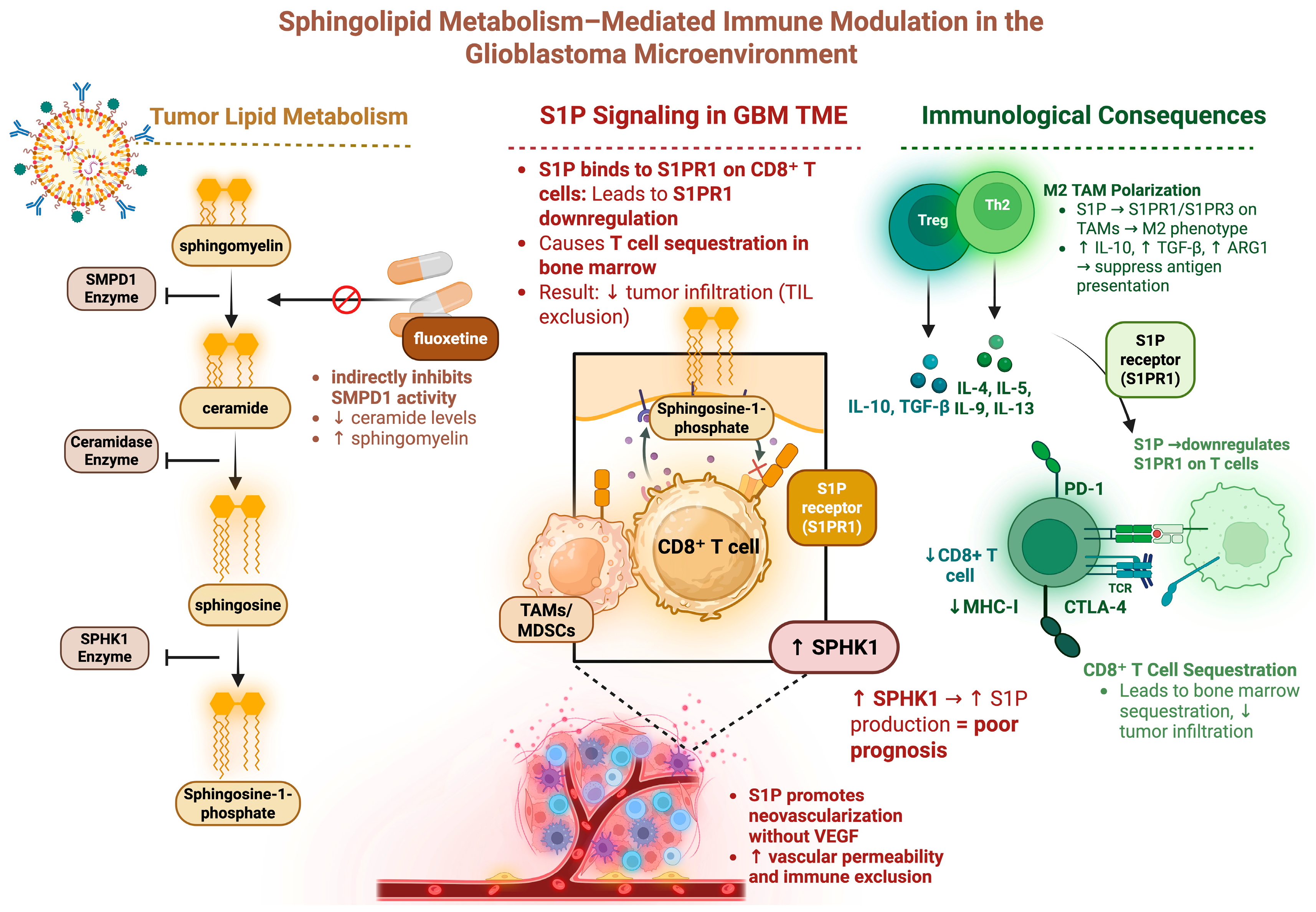 Cancers 17 01881 g002