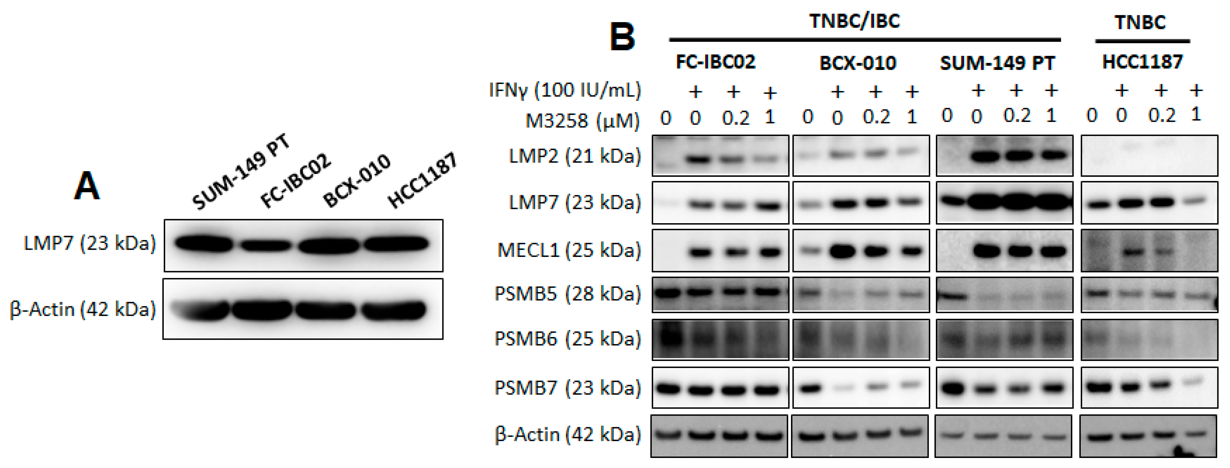 Cancers 17 01887 g002