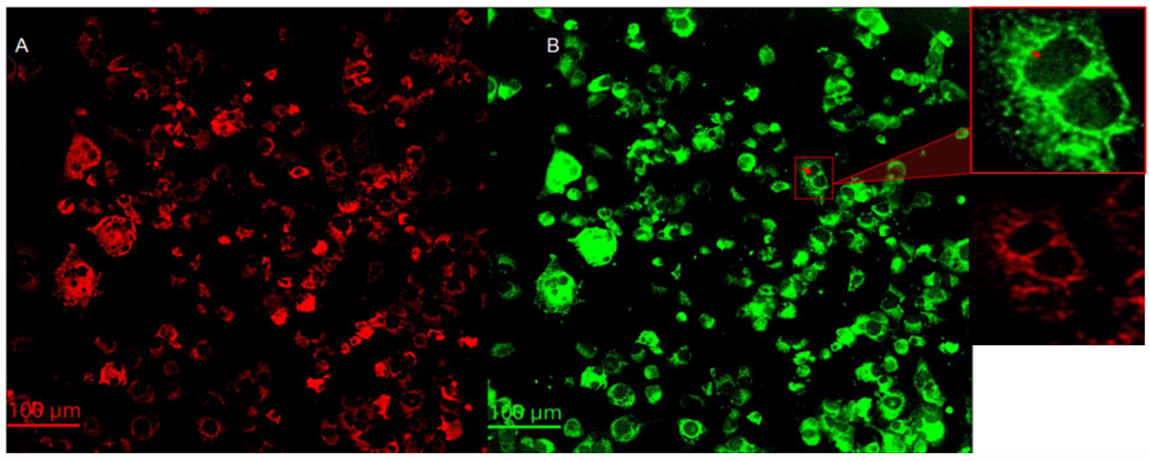 Cancers 17 01903 g004