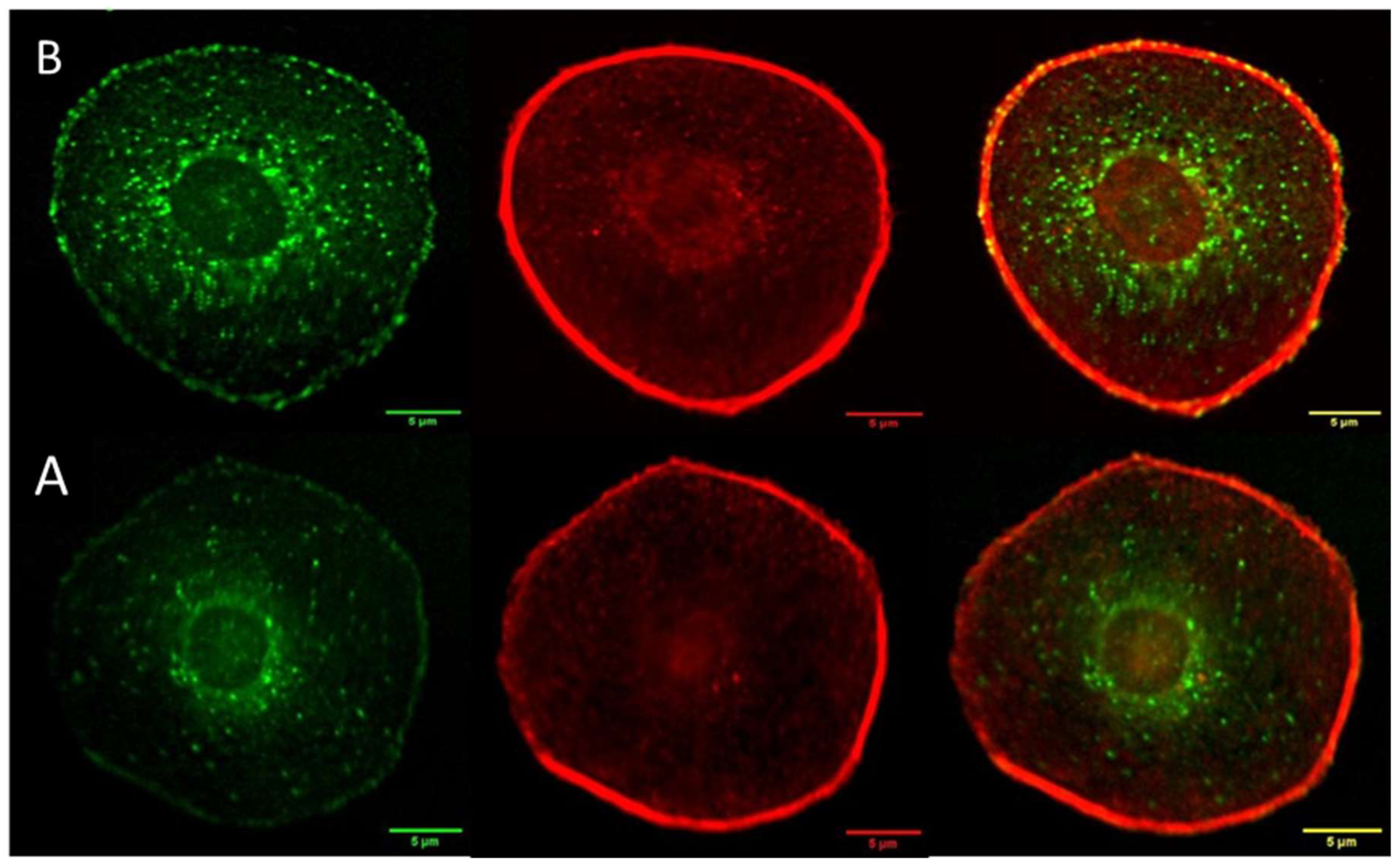 Cancers 17 01903 g006