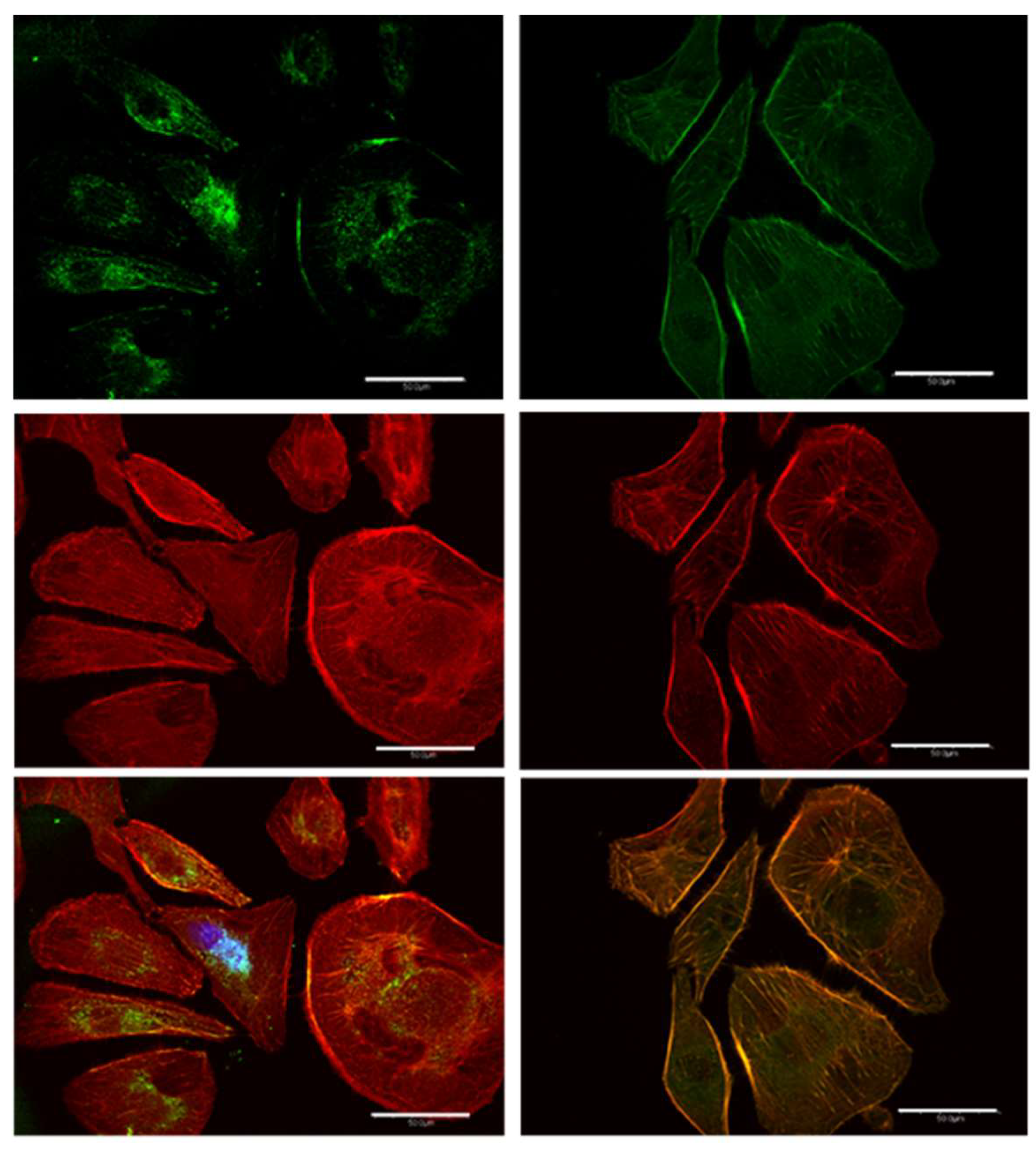 Cancers 17 01903 g009