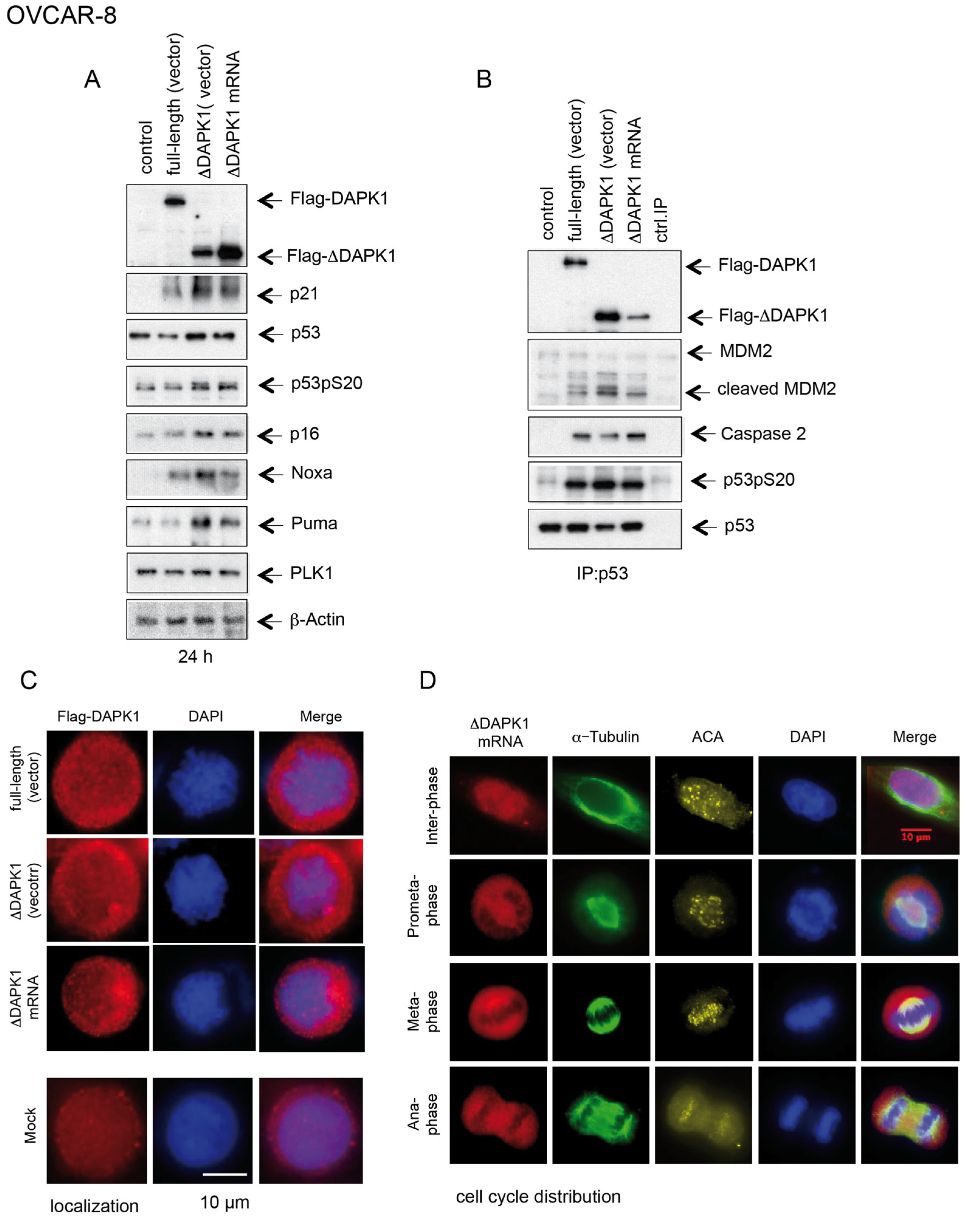 Cancers 17 01910 g008 Cancers 17 01910 g008