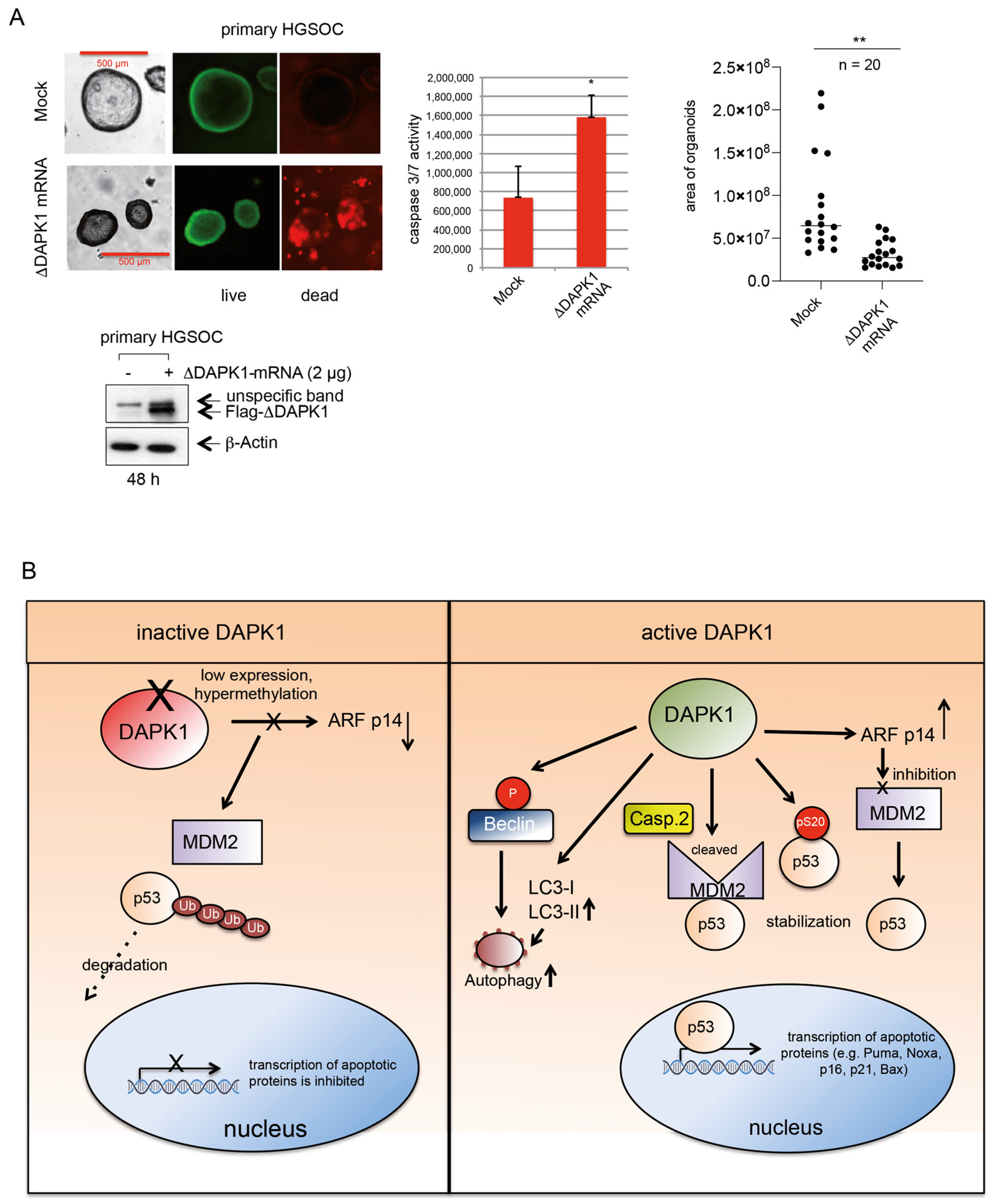 Cancers 17 01910 g010 Cancers 17 01910 g010