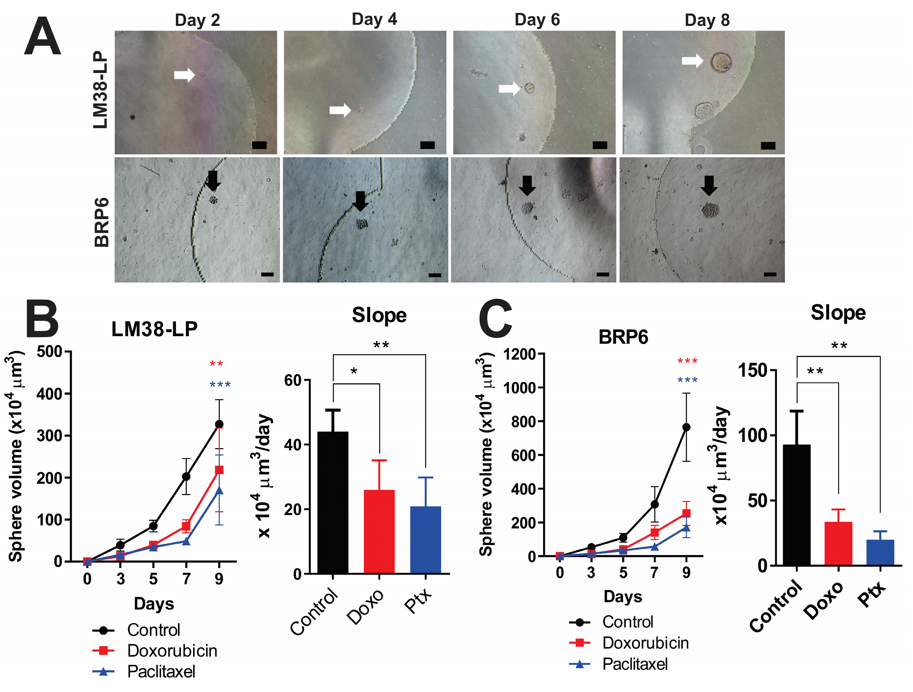 Cancers 17 01922 g004 Cancers 17 01922 g004