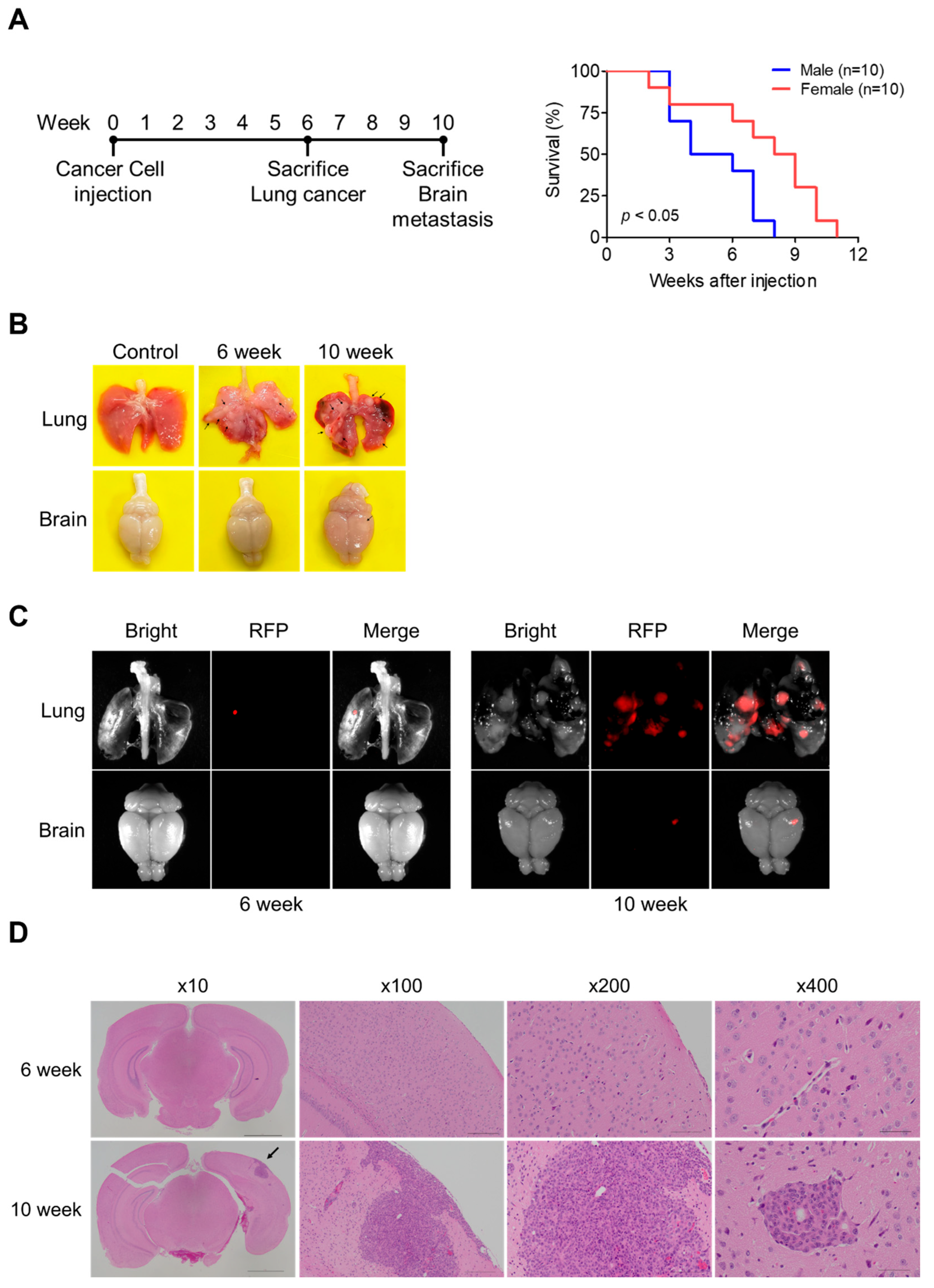 Cancers 17 01929 g001