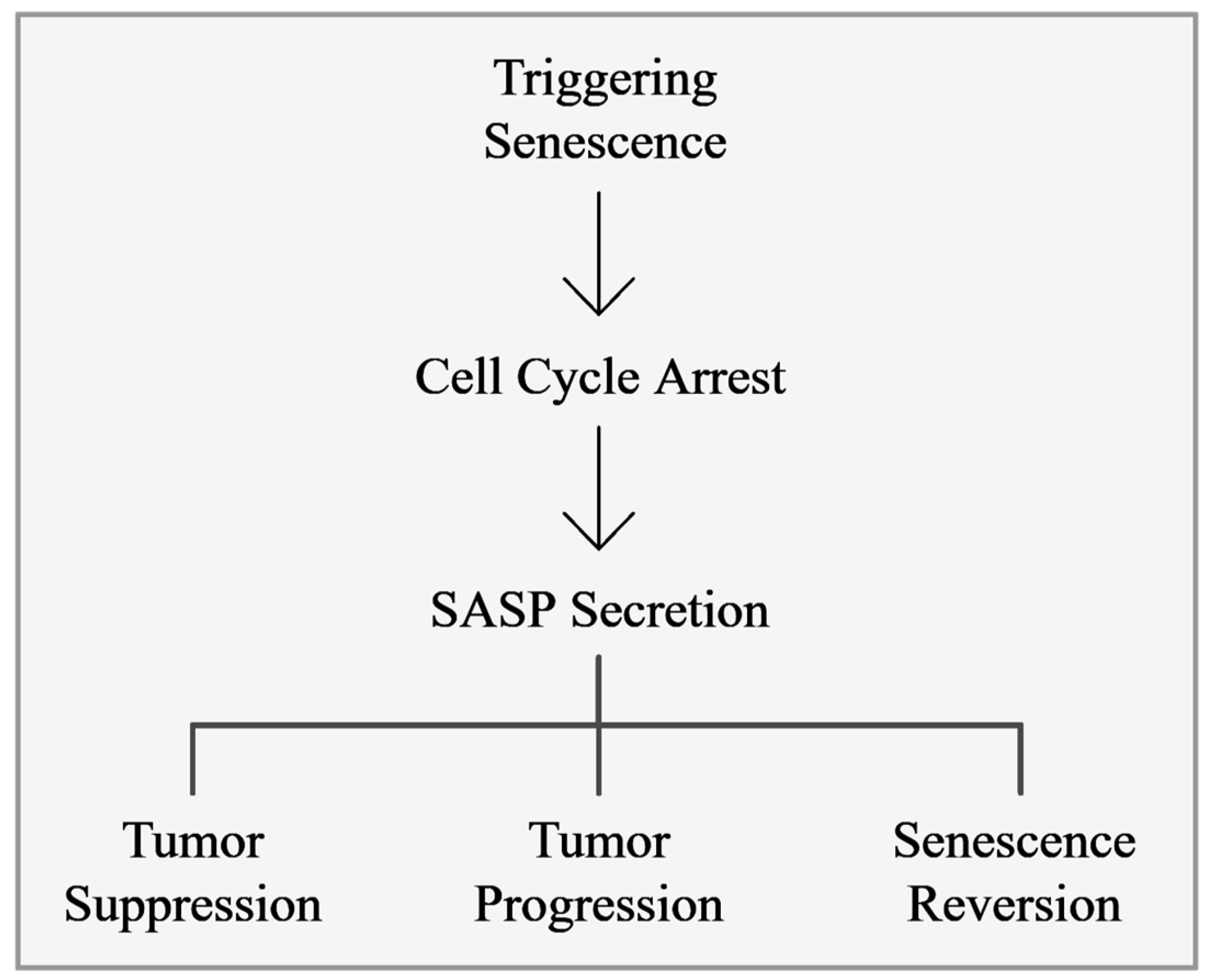 Cancers 17 01965 g001