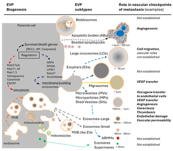 The Role of Extracellular Vesicles in the Control of Vascular ...