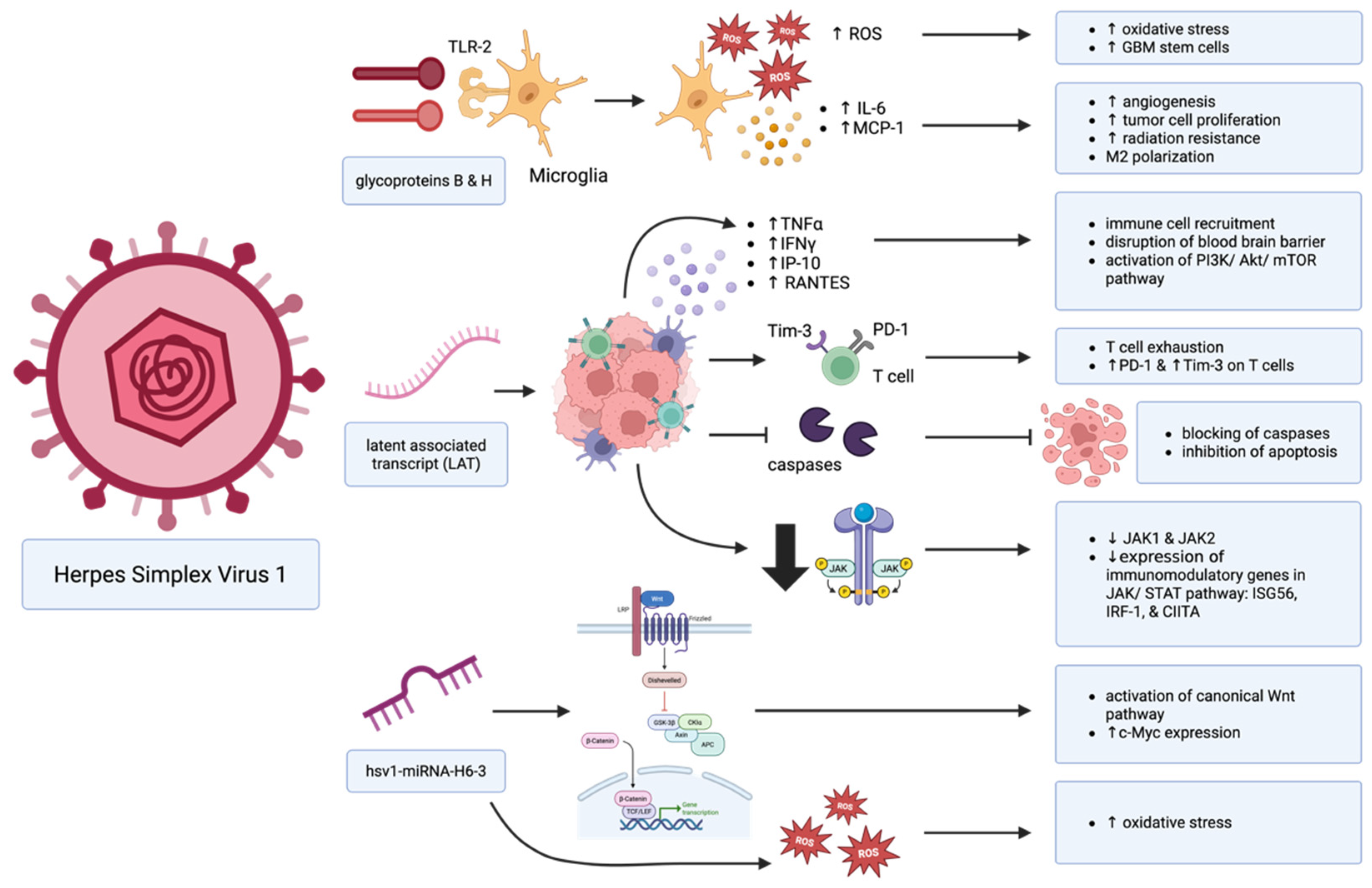 Cancers 17 01984 g002