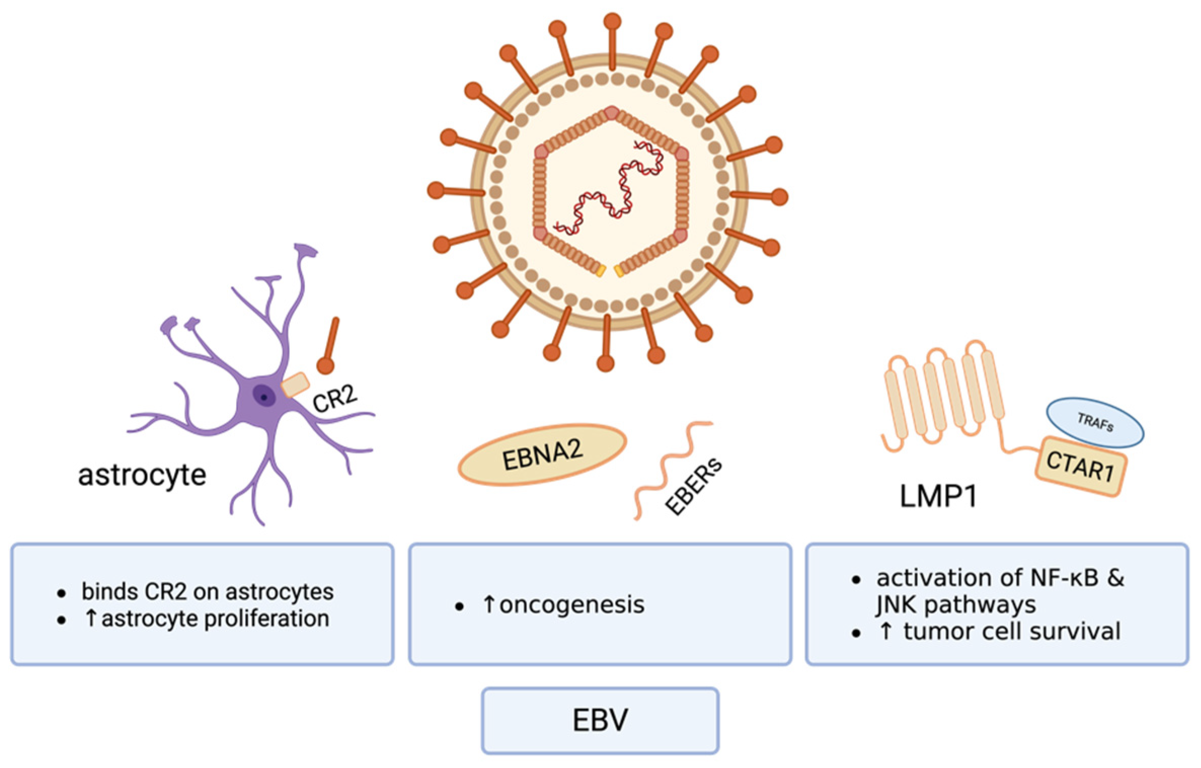 Cancers 17 01984 g003