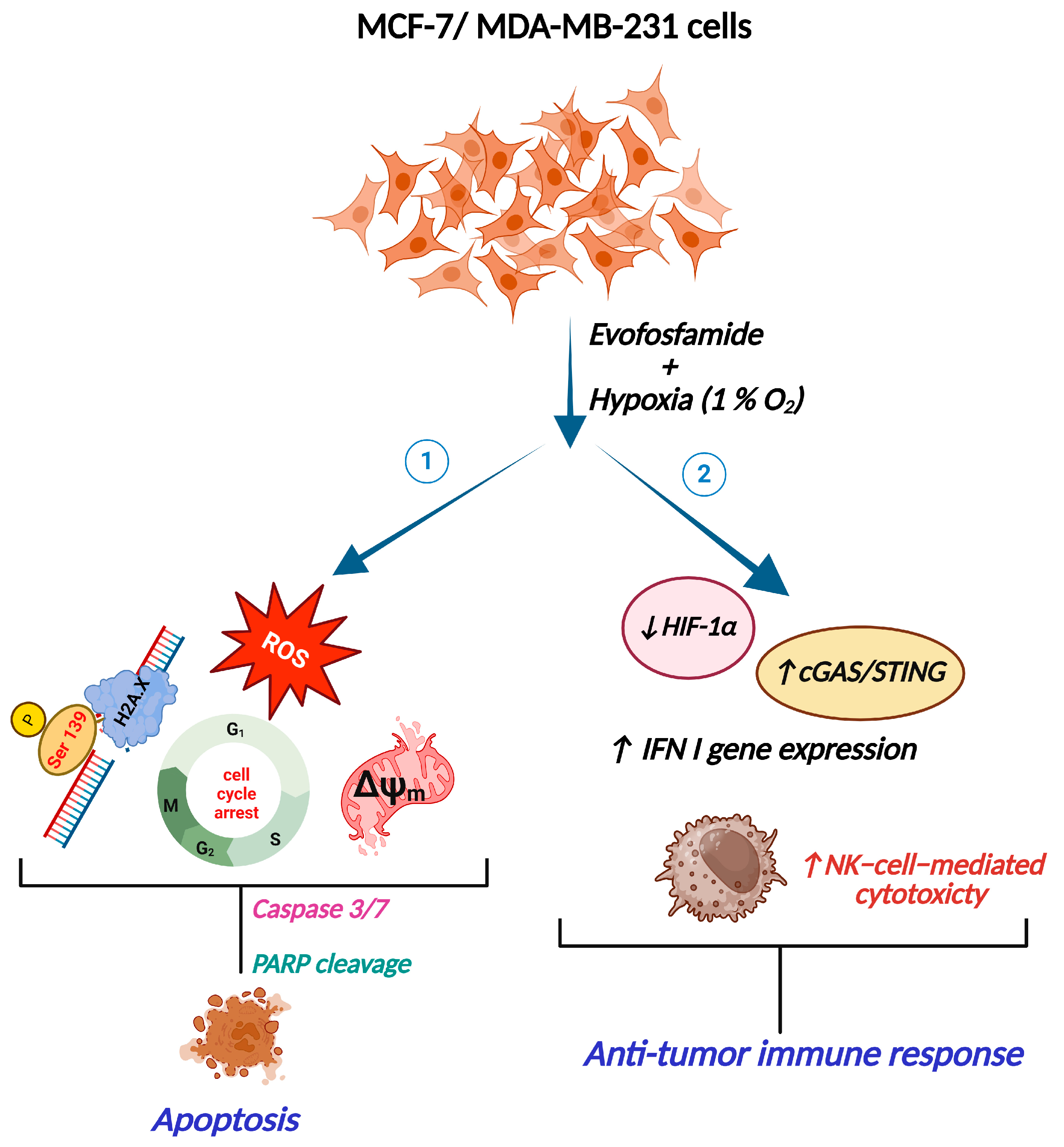 Cancers 17 01988 g010