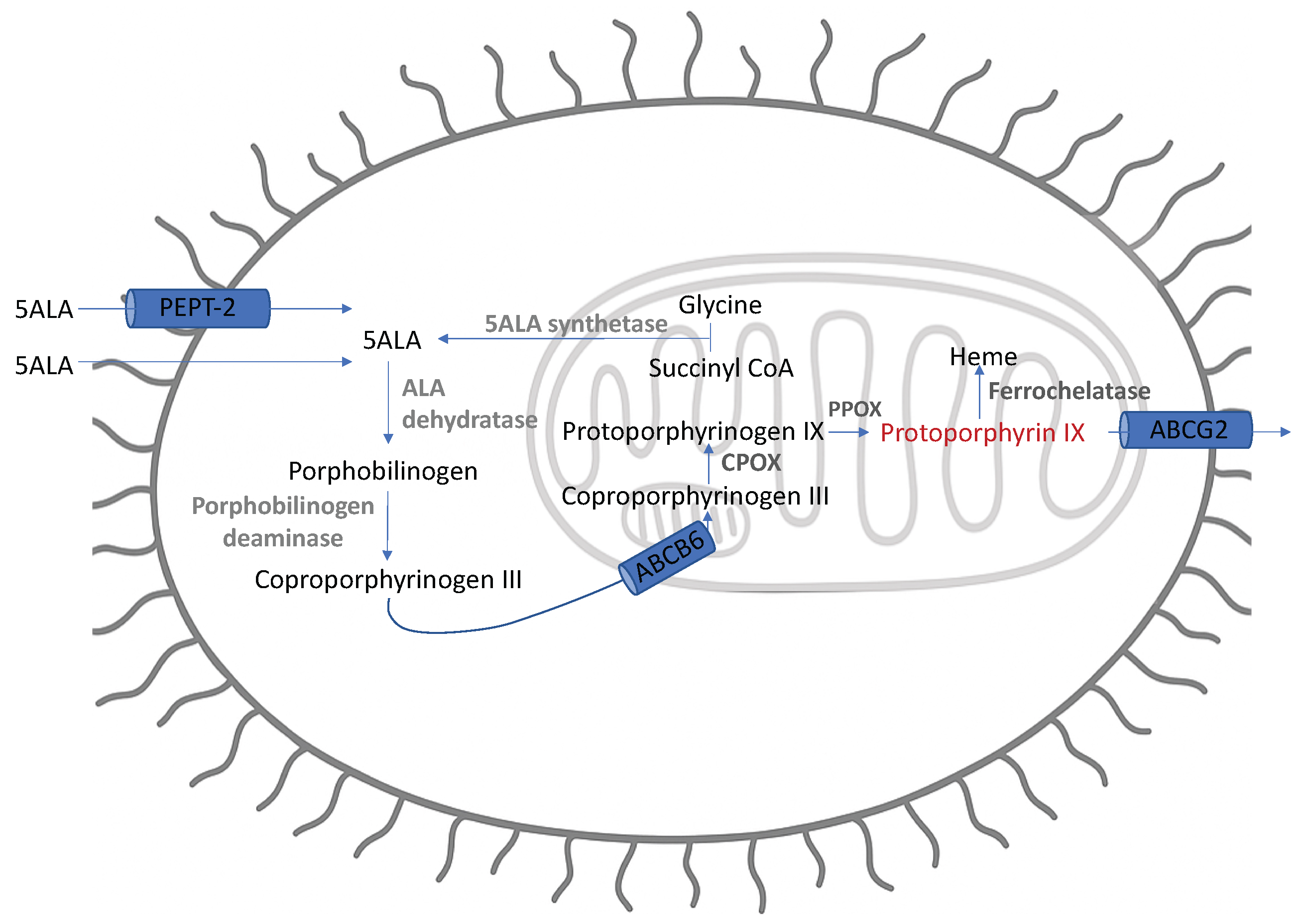 Cancers 17 02019 g002