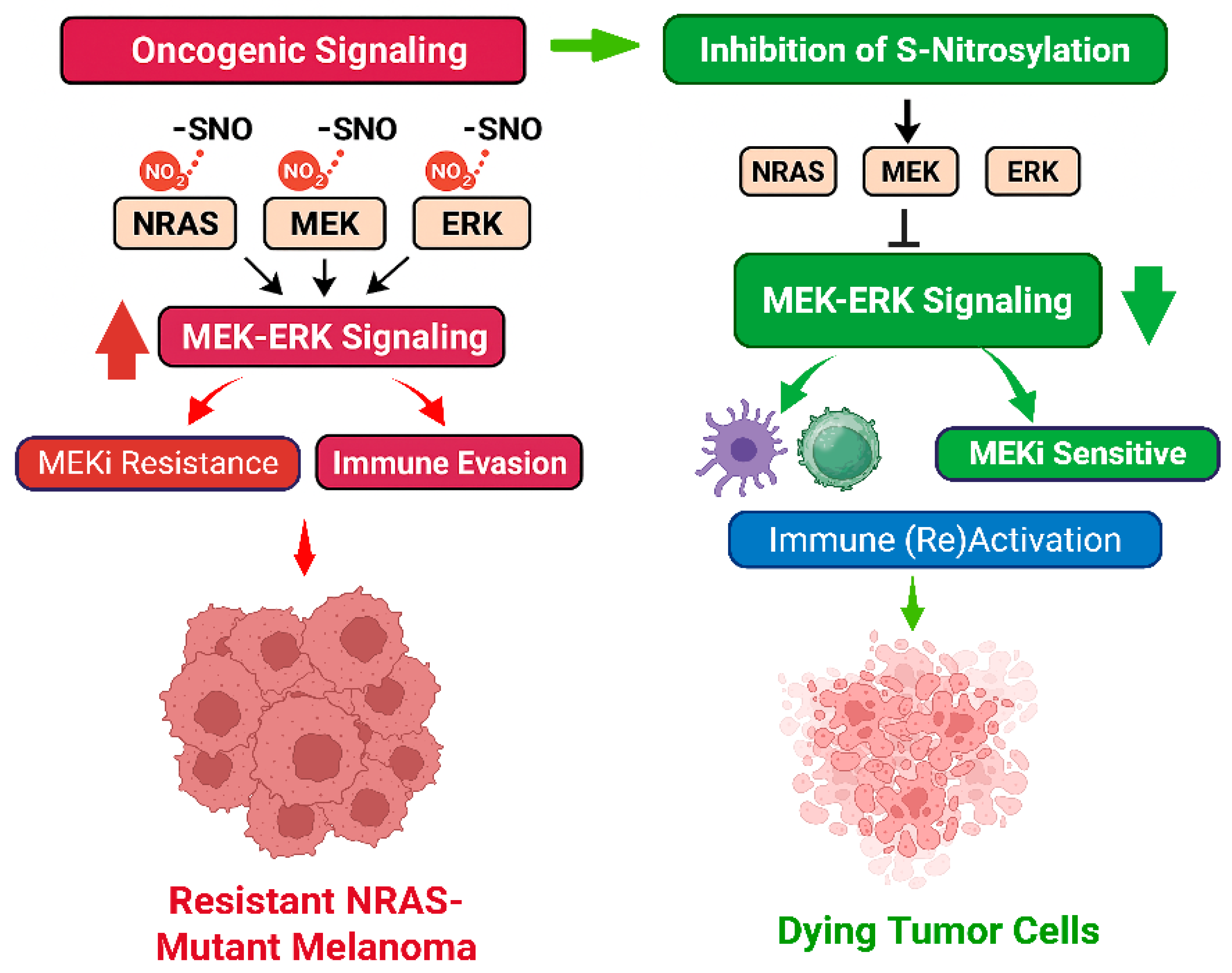 Cancers 17 02020 g001