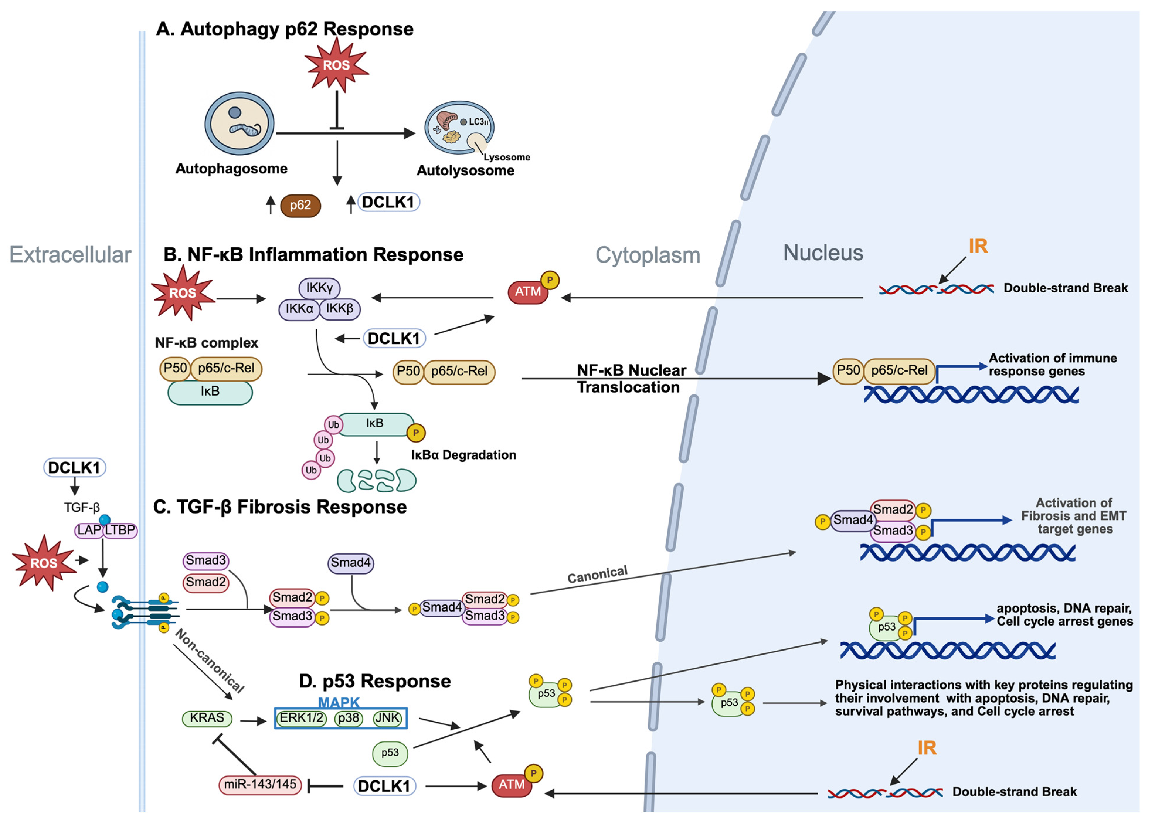 Cancers 17 02050 g003