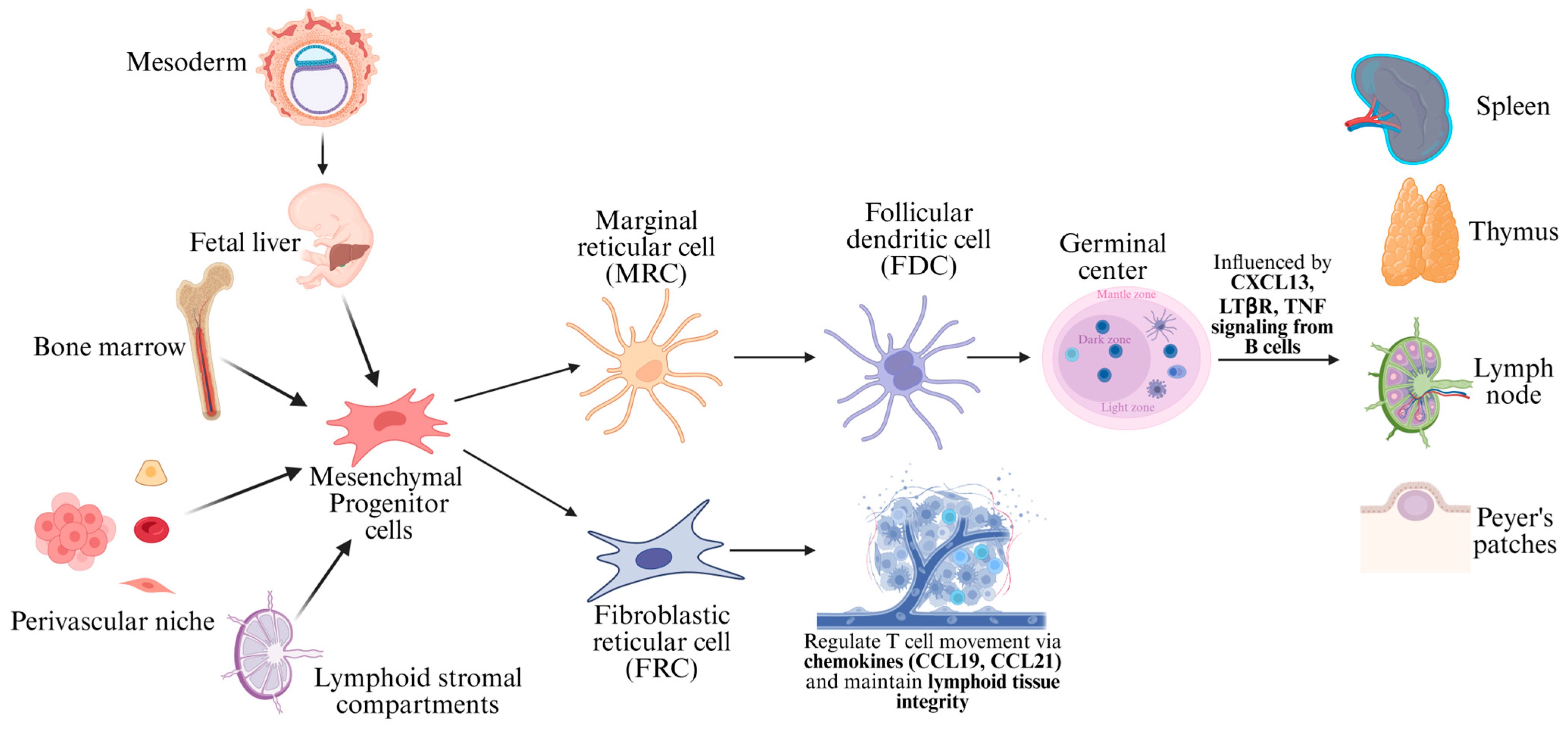 Cancers 17 02055 g001