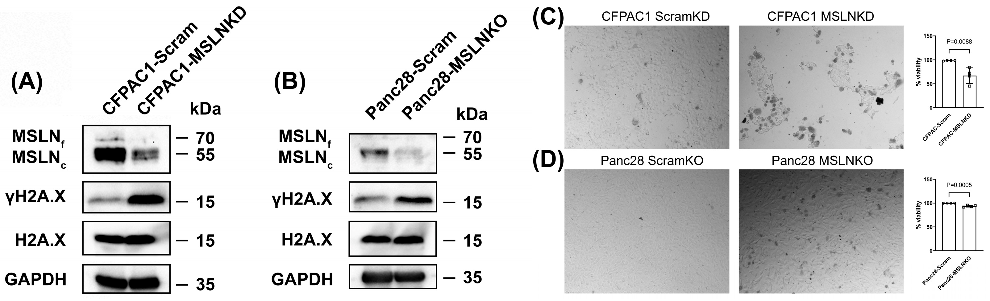 Cancers 17 02058 g004