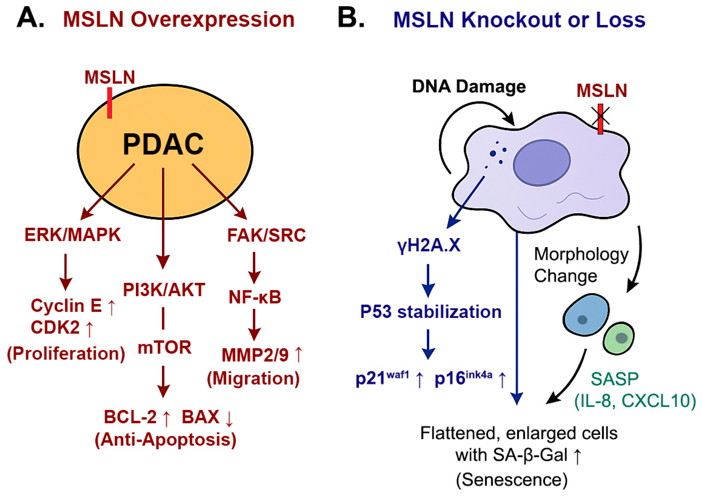 Cancers 17 02058 g006