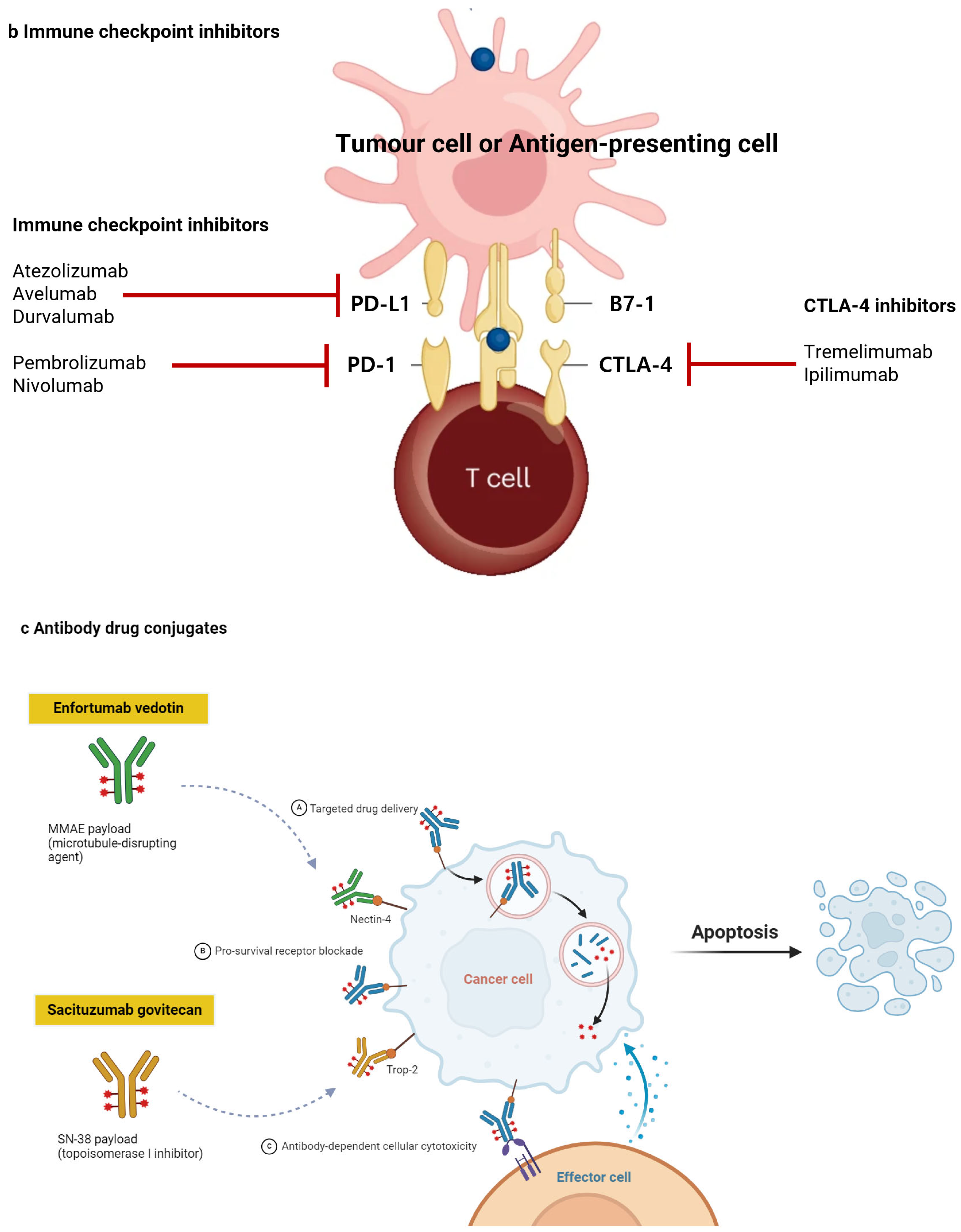 Cancers 17 02097 g002b