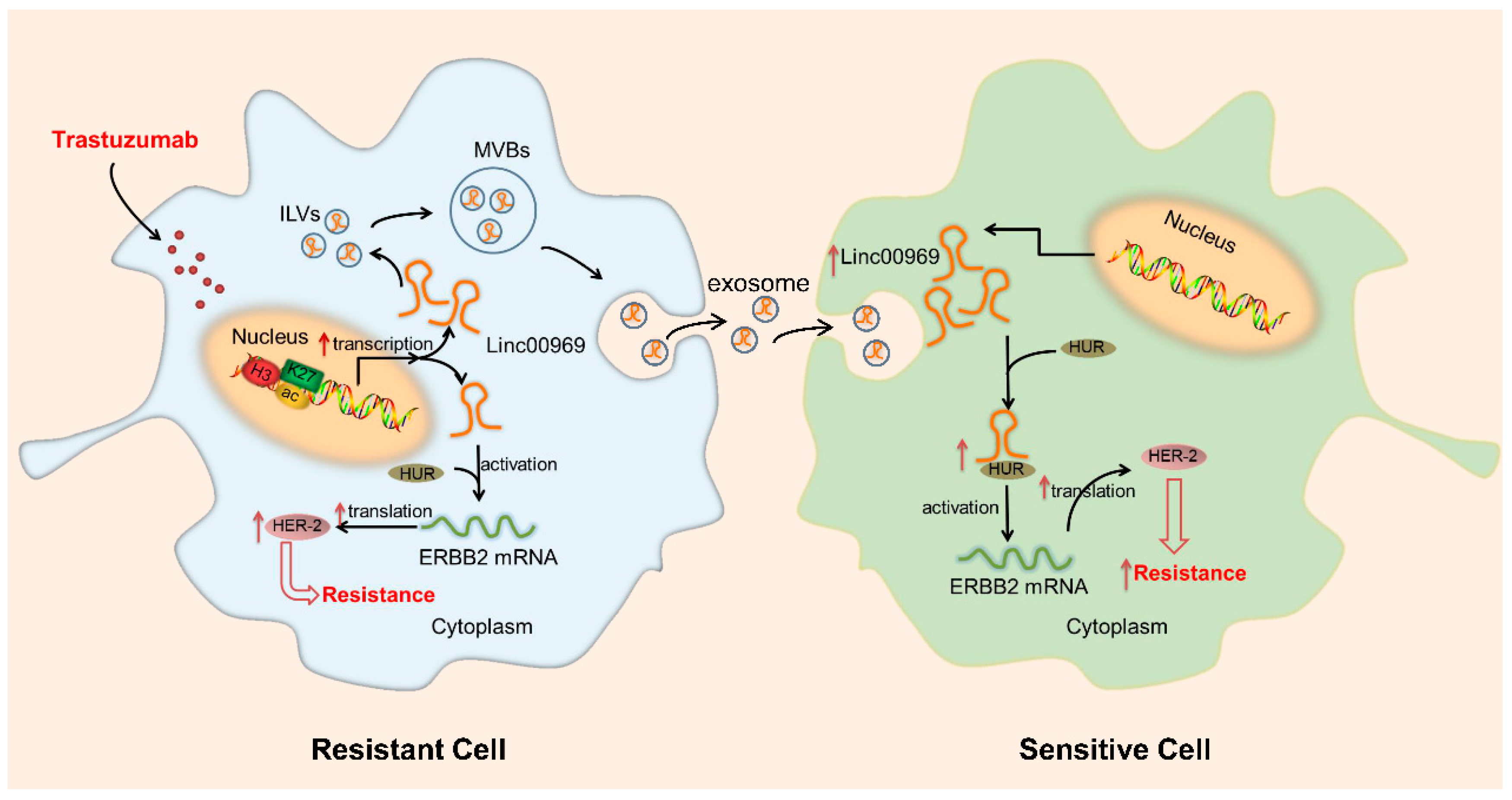 Cancers 17 02179 g007