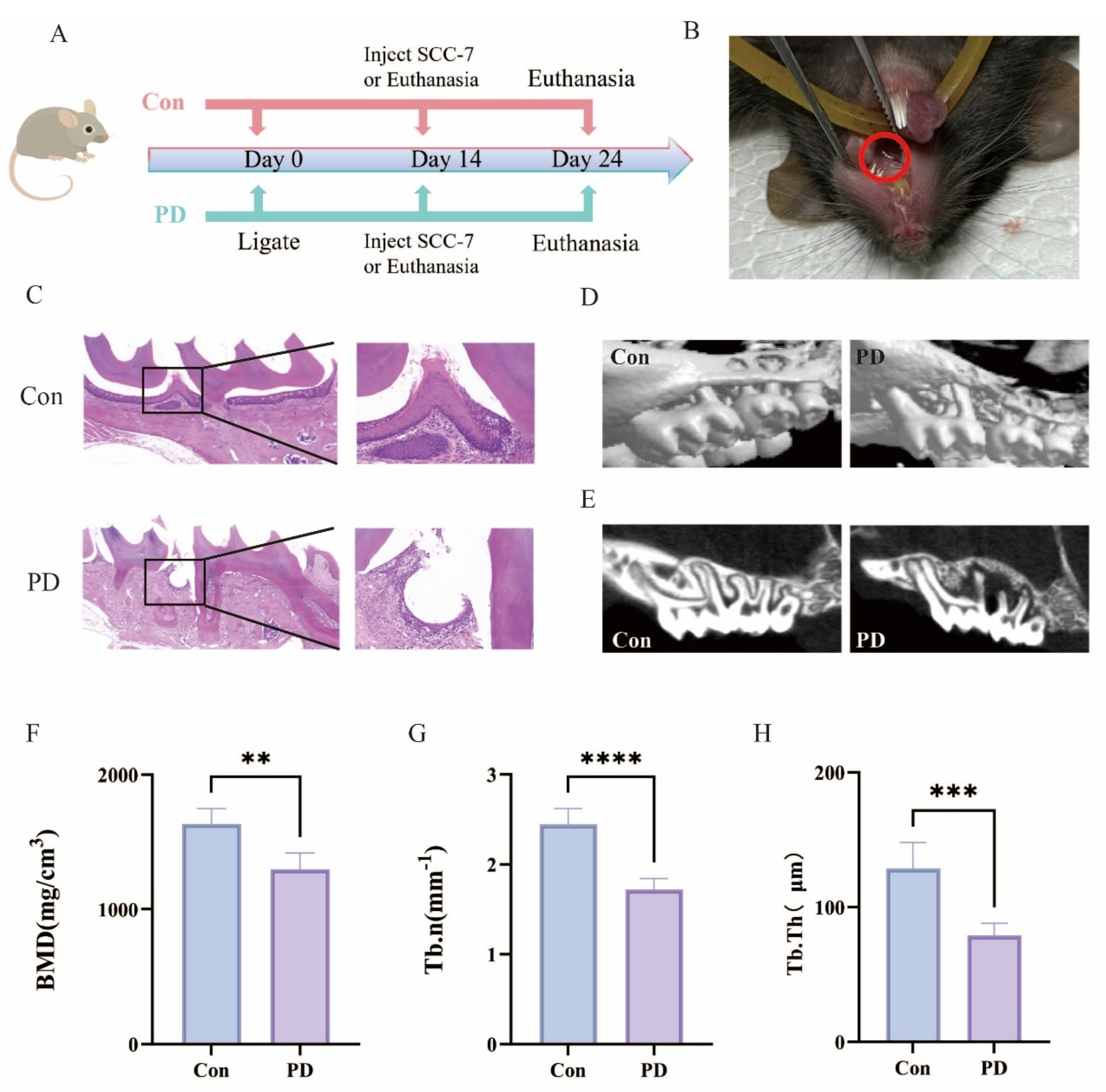 Cancers 17 02181 g001