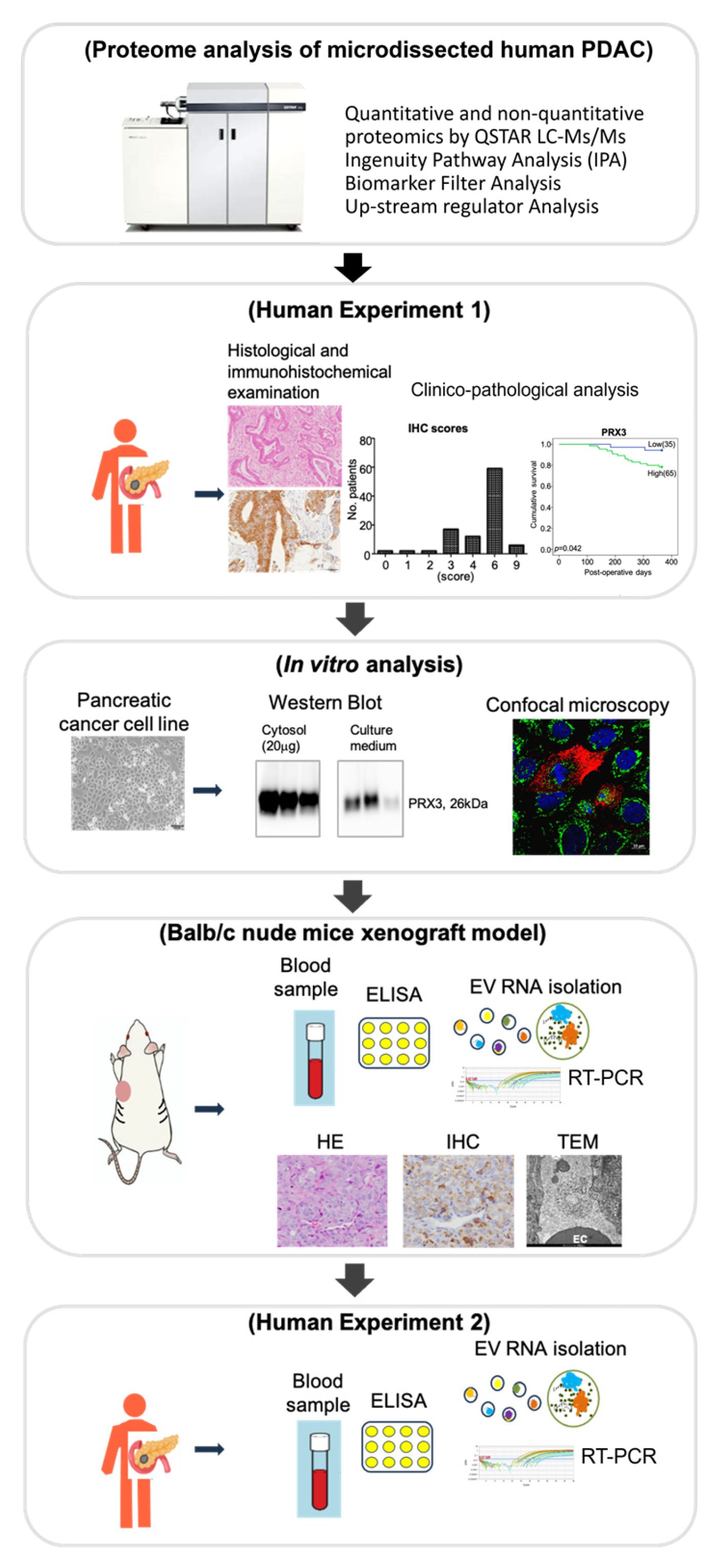 Cancers 17 02212 g001