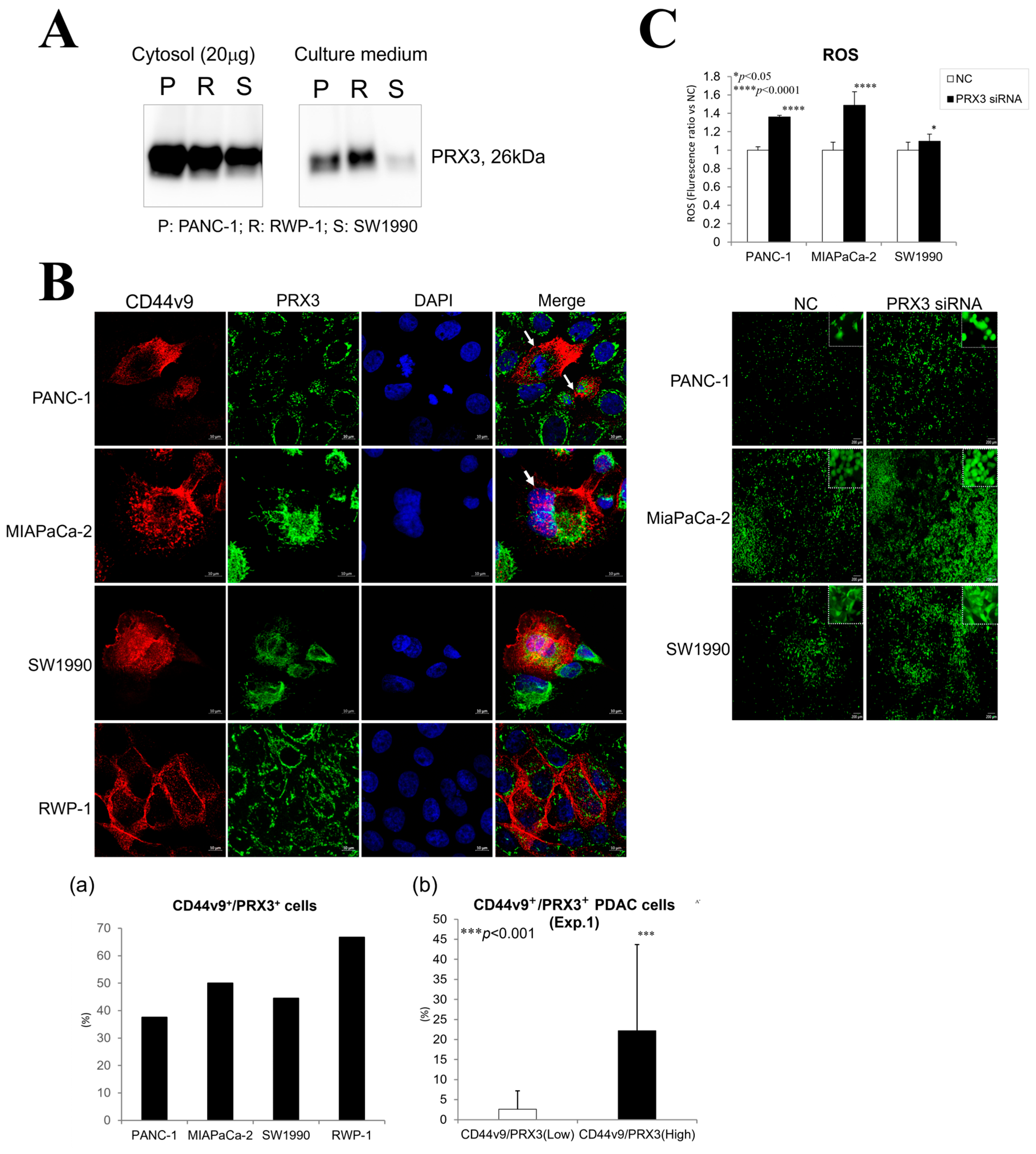 Cancers 17 02212 g004