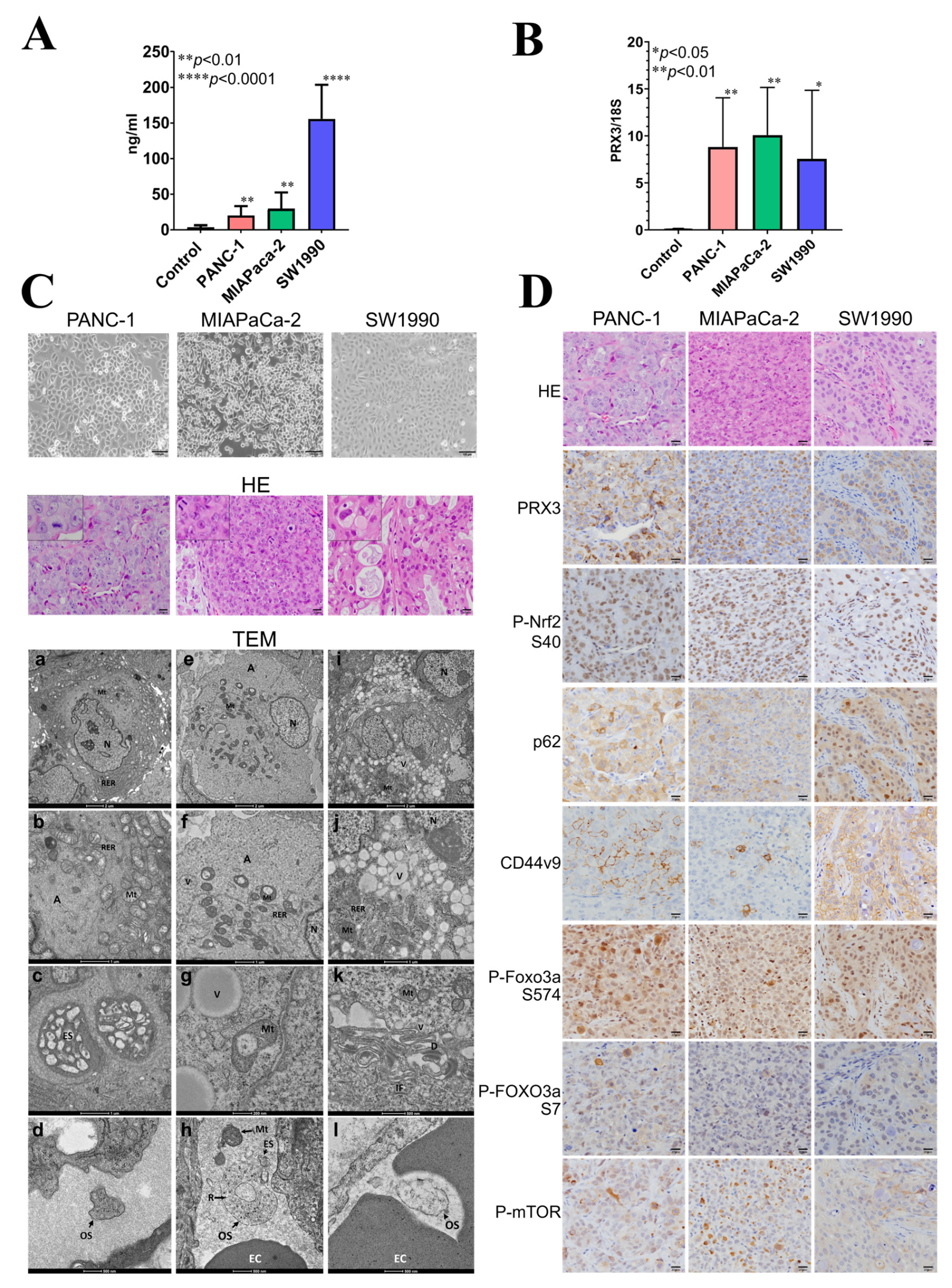 Cancers 17 02212 g005