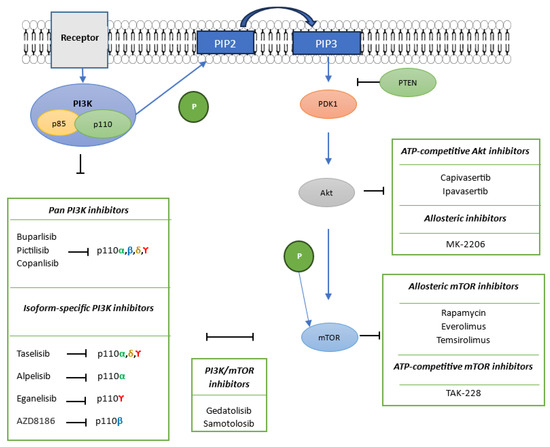 The PI3K/Akt/mTOR Signaling Pathway in Triple-Negative Breast Cancer: A ...