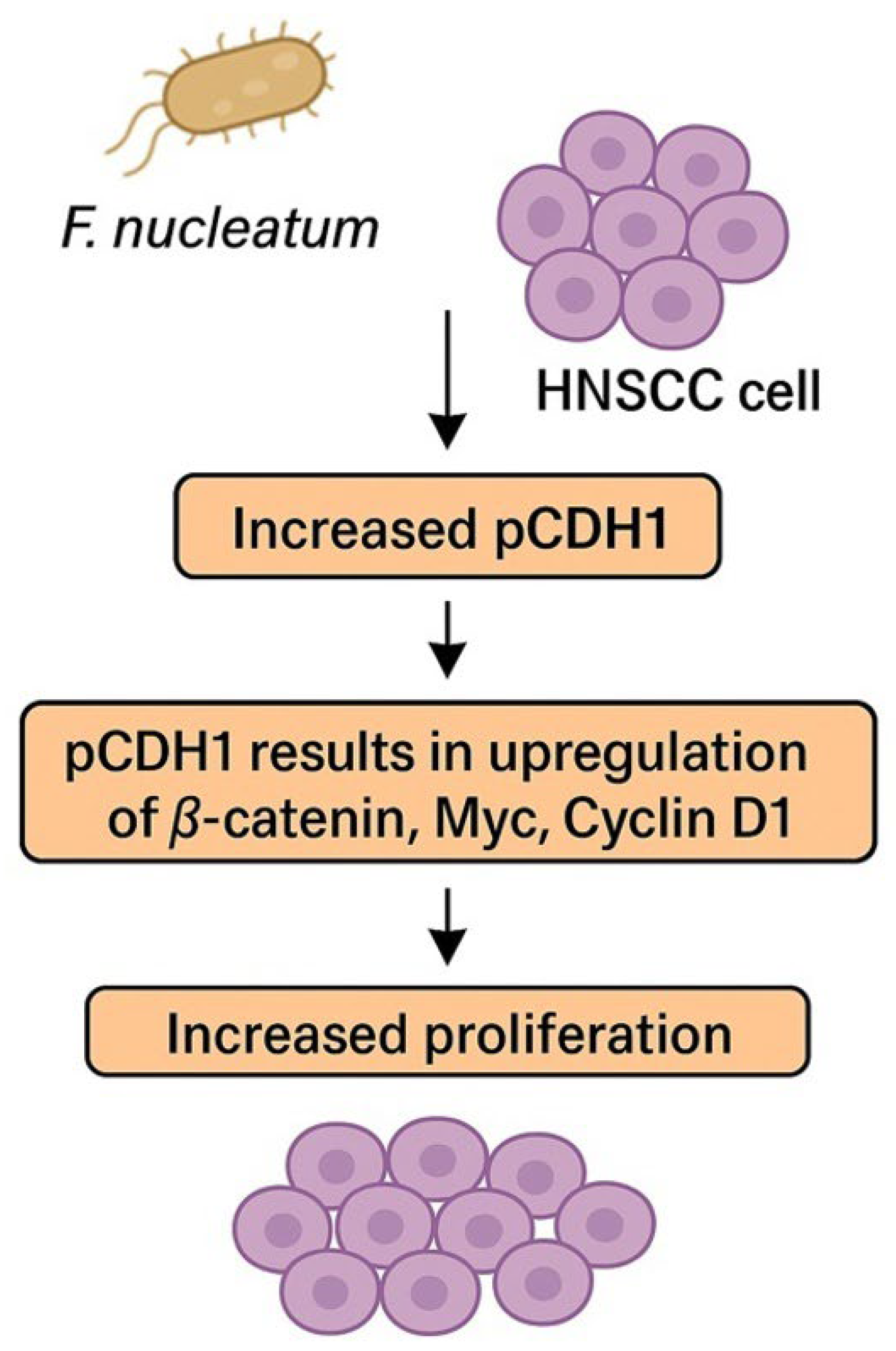Cancers 17 02238 g002