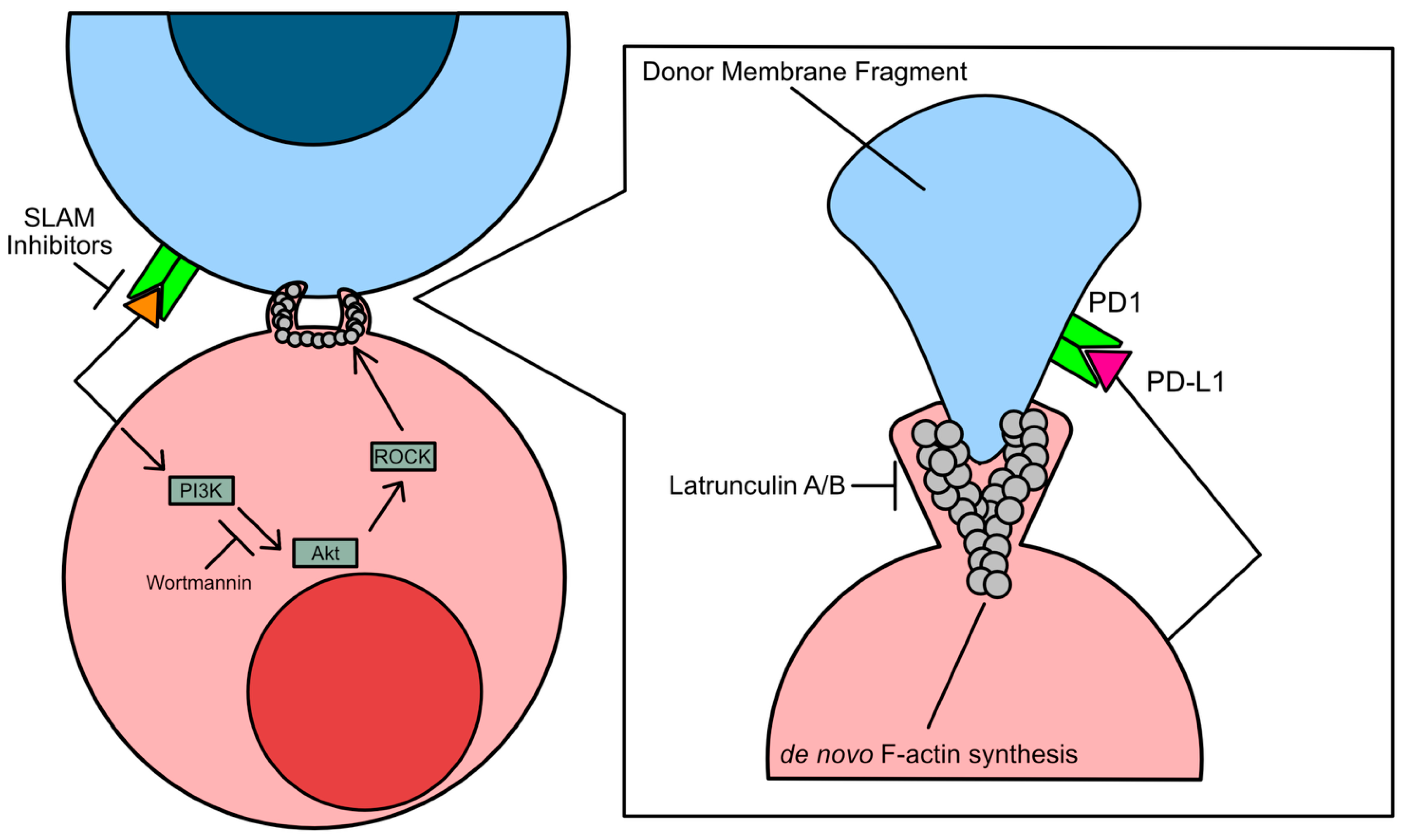 Cancers 17 02268 g002