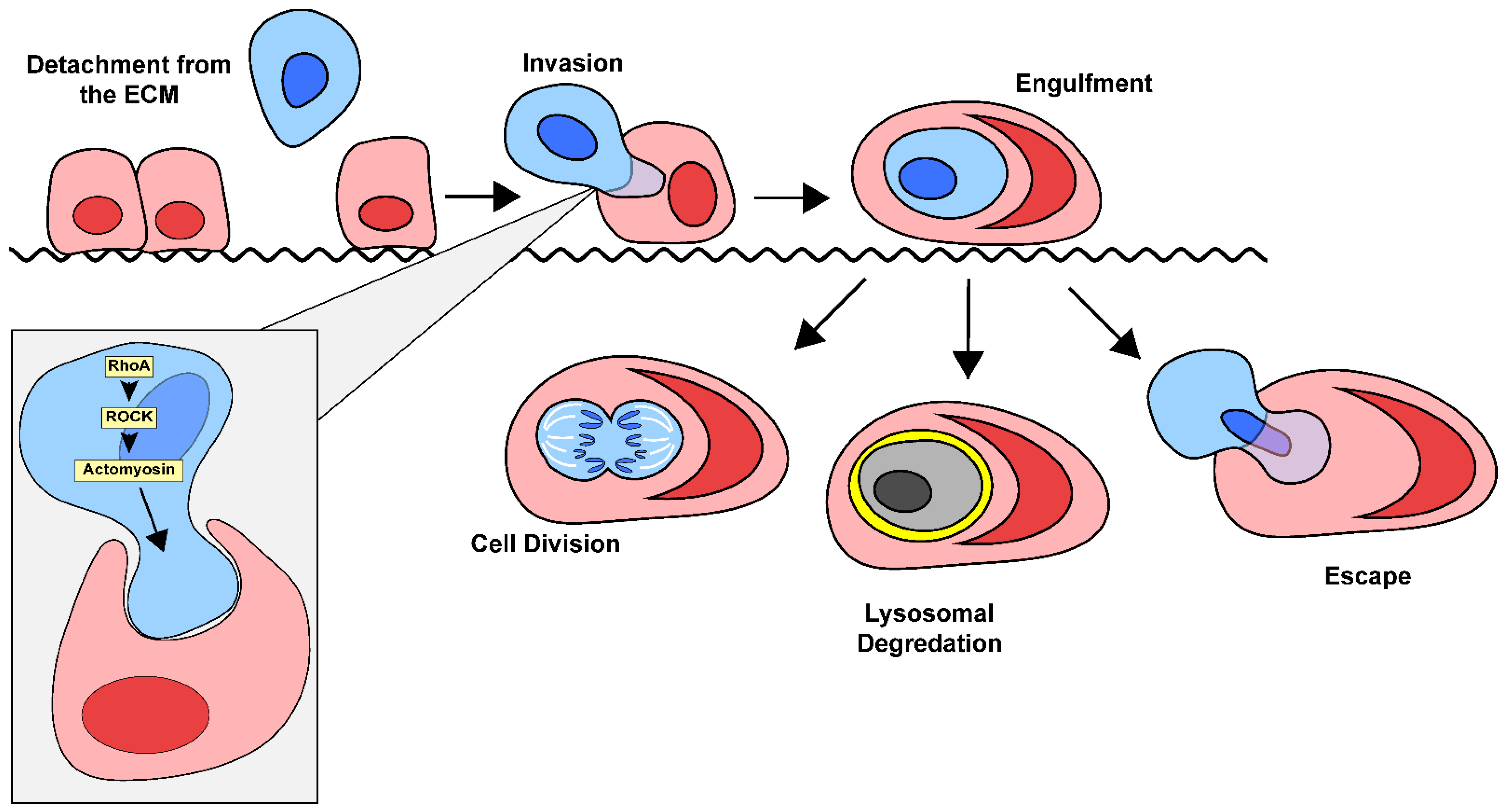 Cancers 17 02268 g003
