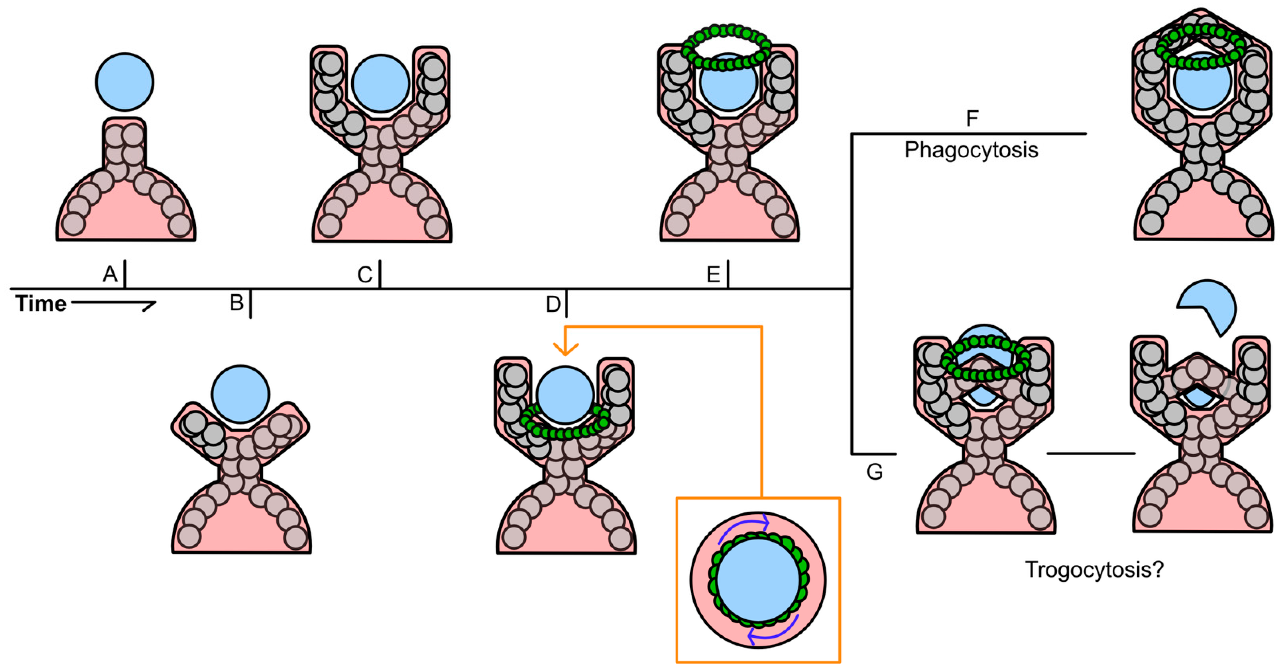 Cancers 17 02268 g006
