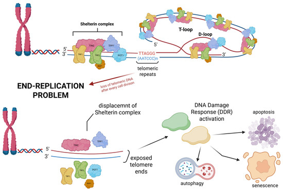 Telomere Maintenance and DNA Repair: A Bidirectional Relationship in ...