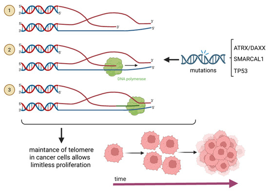 Telomere Maintenance and DNA Repair: A Bidirectional