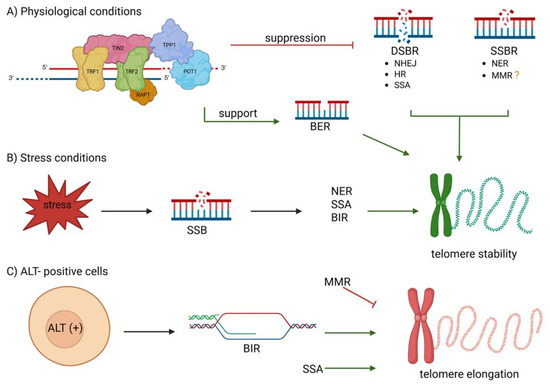 Telomere Maintenance and DNA Repair: A Bidirectional Relationship in ...