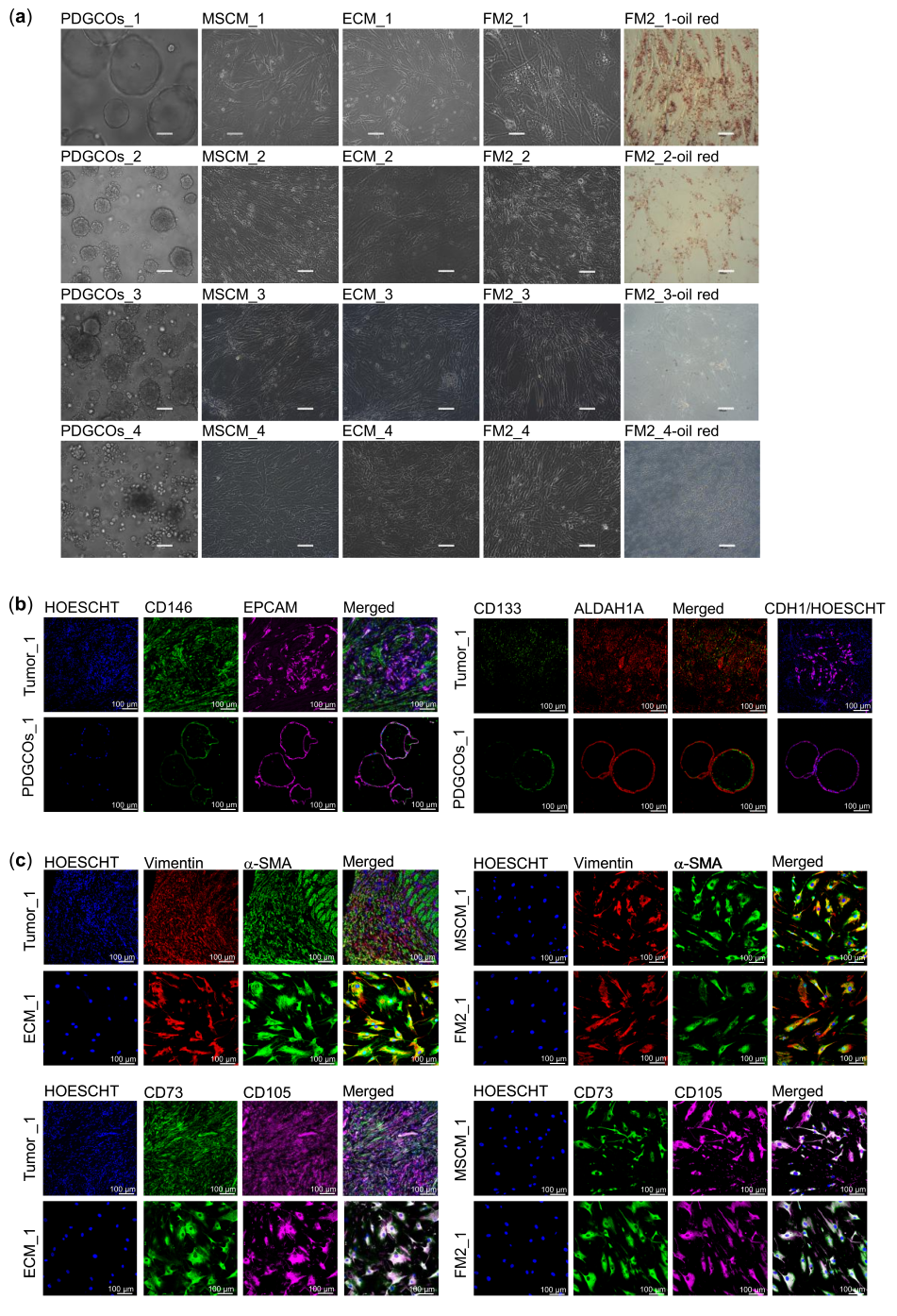 Lu Tripartite phosphorylation of SPT5 by CDK9 times pause