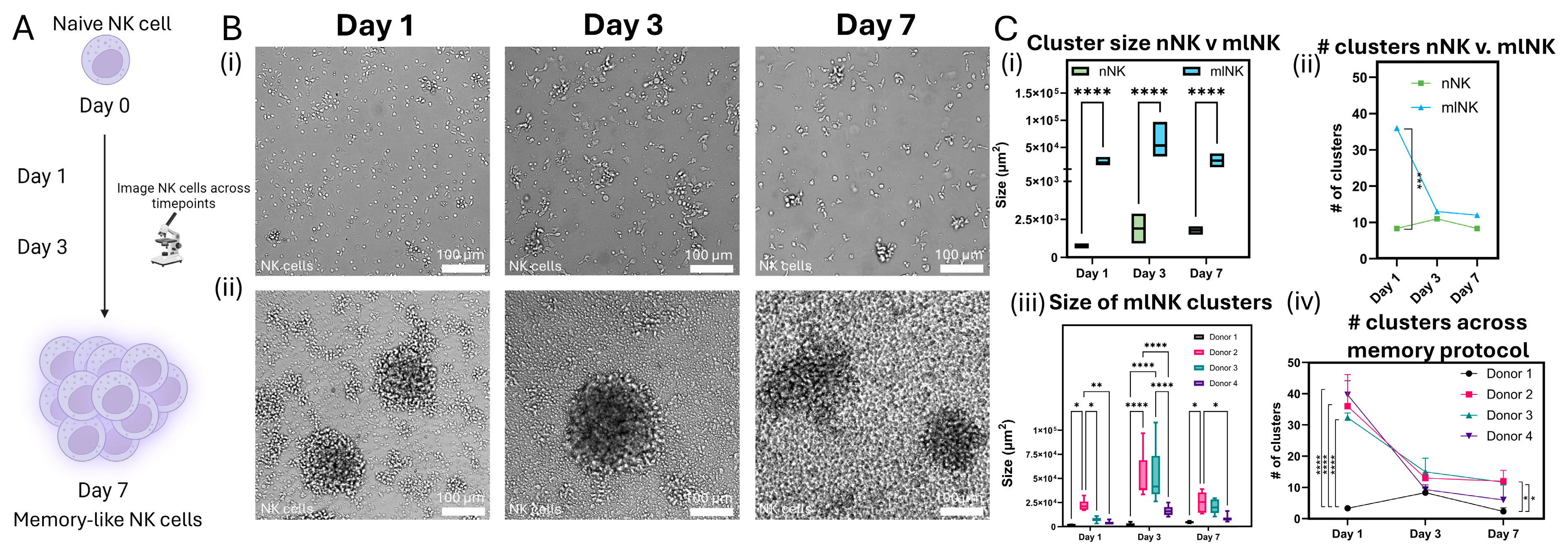 Cancers 17 02288 g003