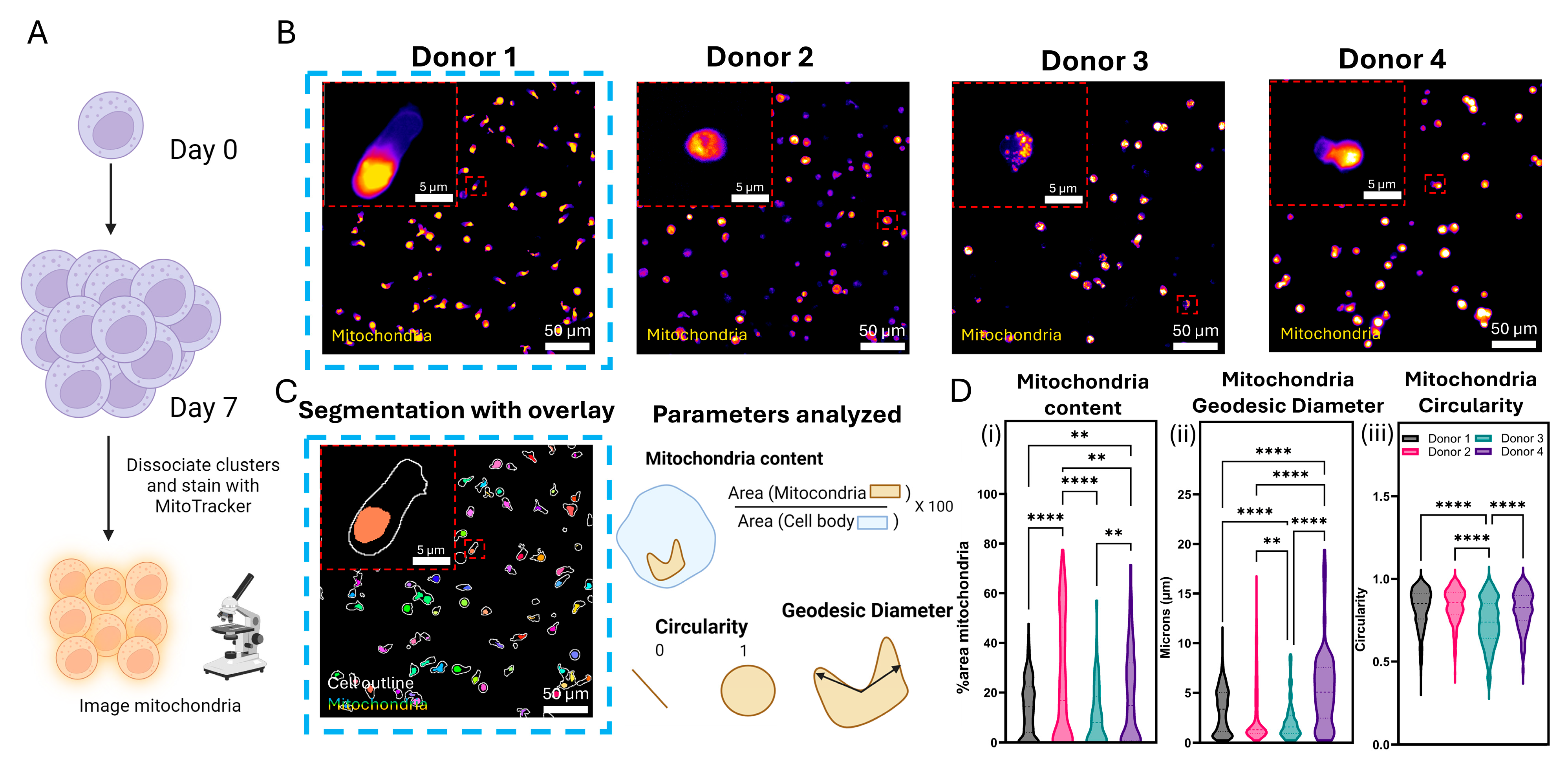 Cancers 17 02288 g005