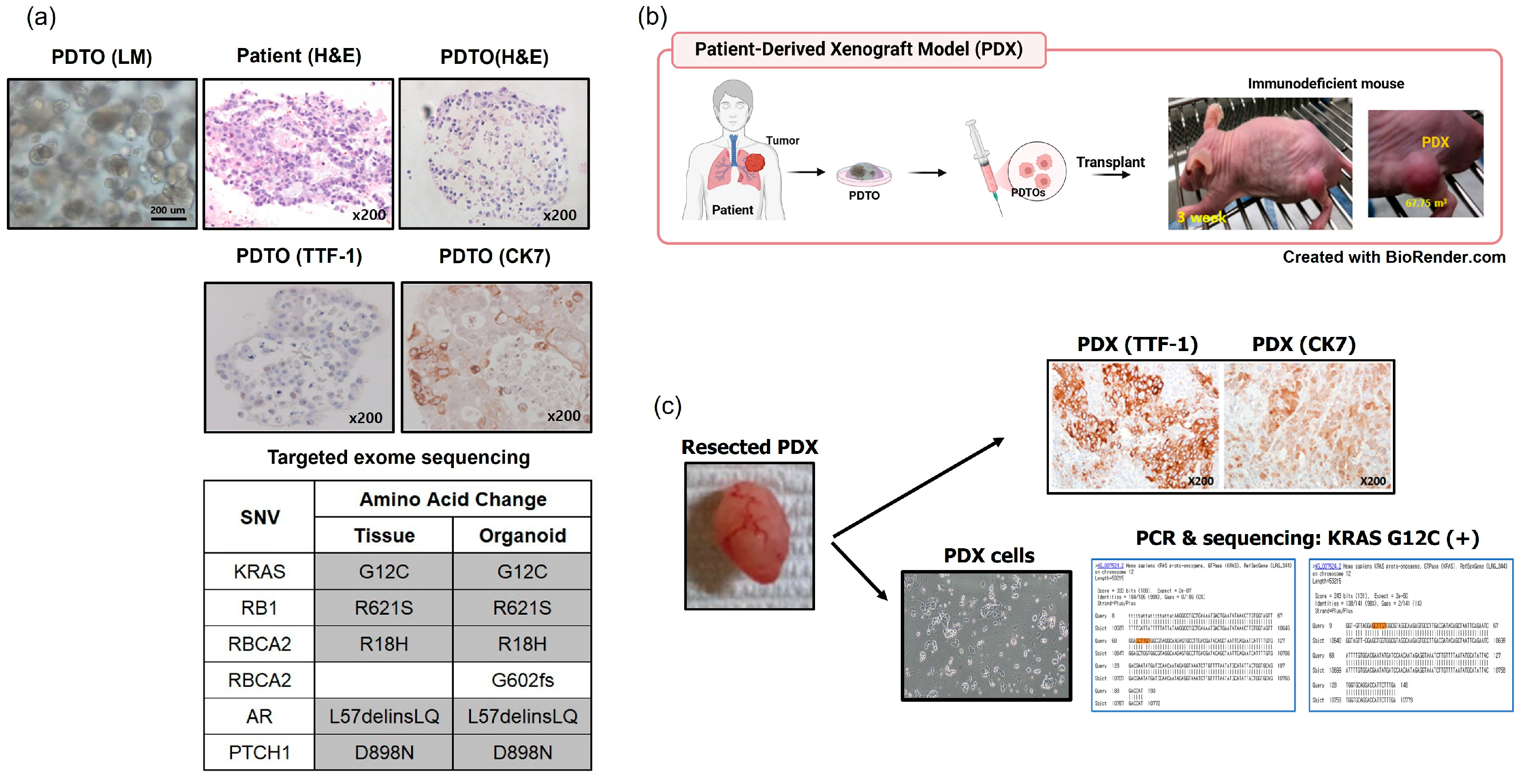 Cancers 17 02291 g002