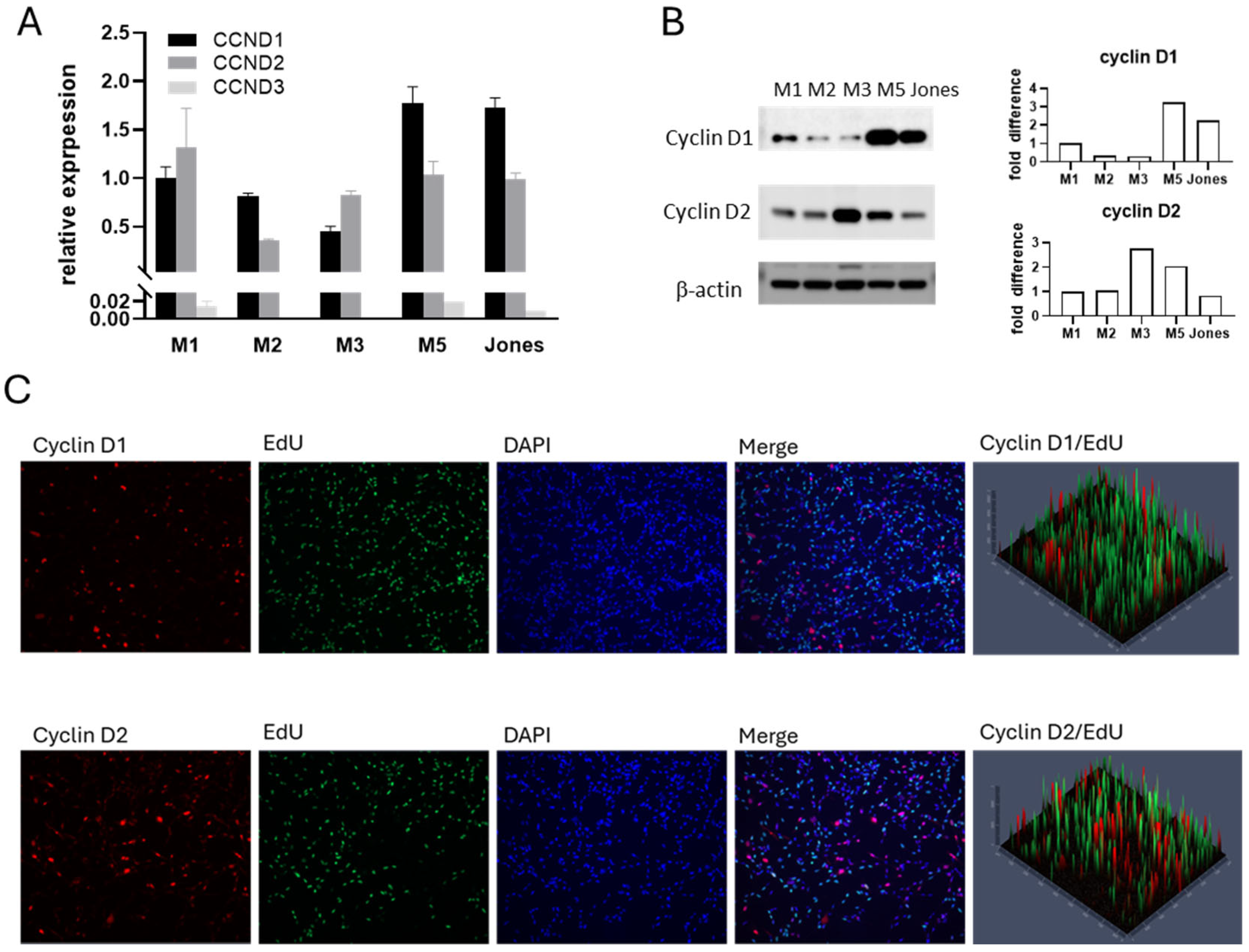 Cancers 17 02357 g002