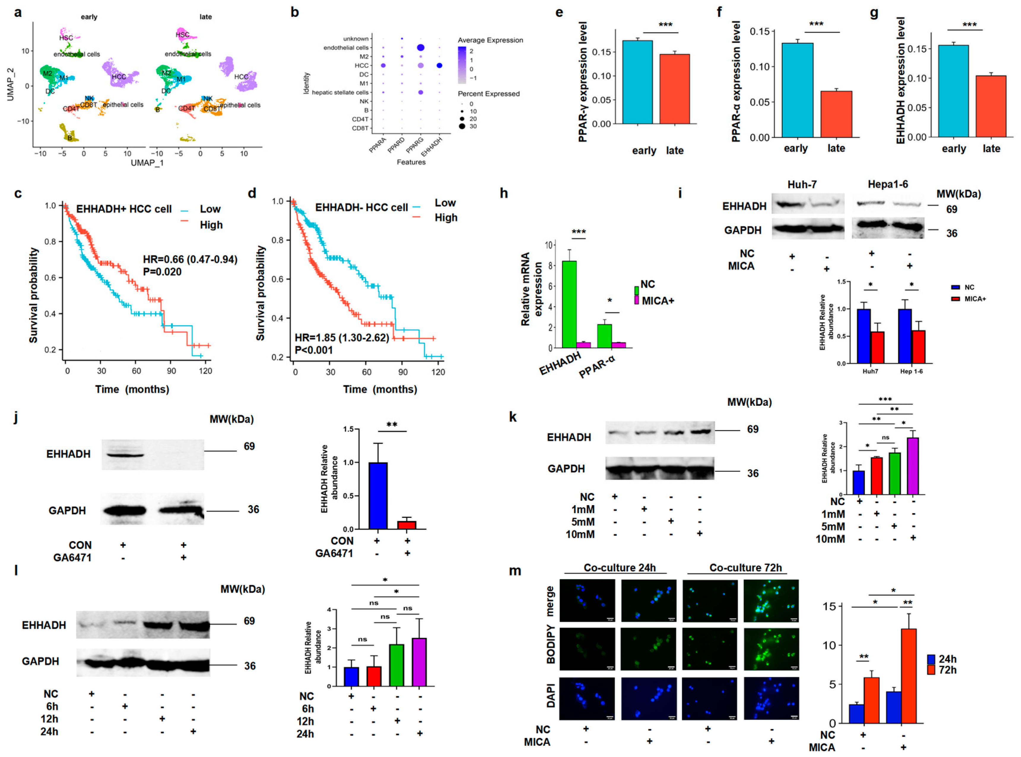 Cancers 17 02365 g004