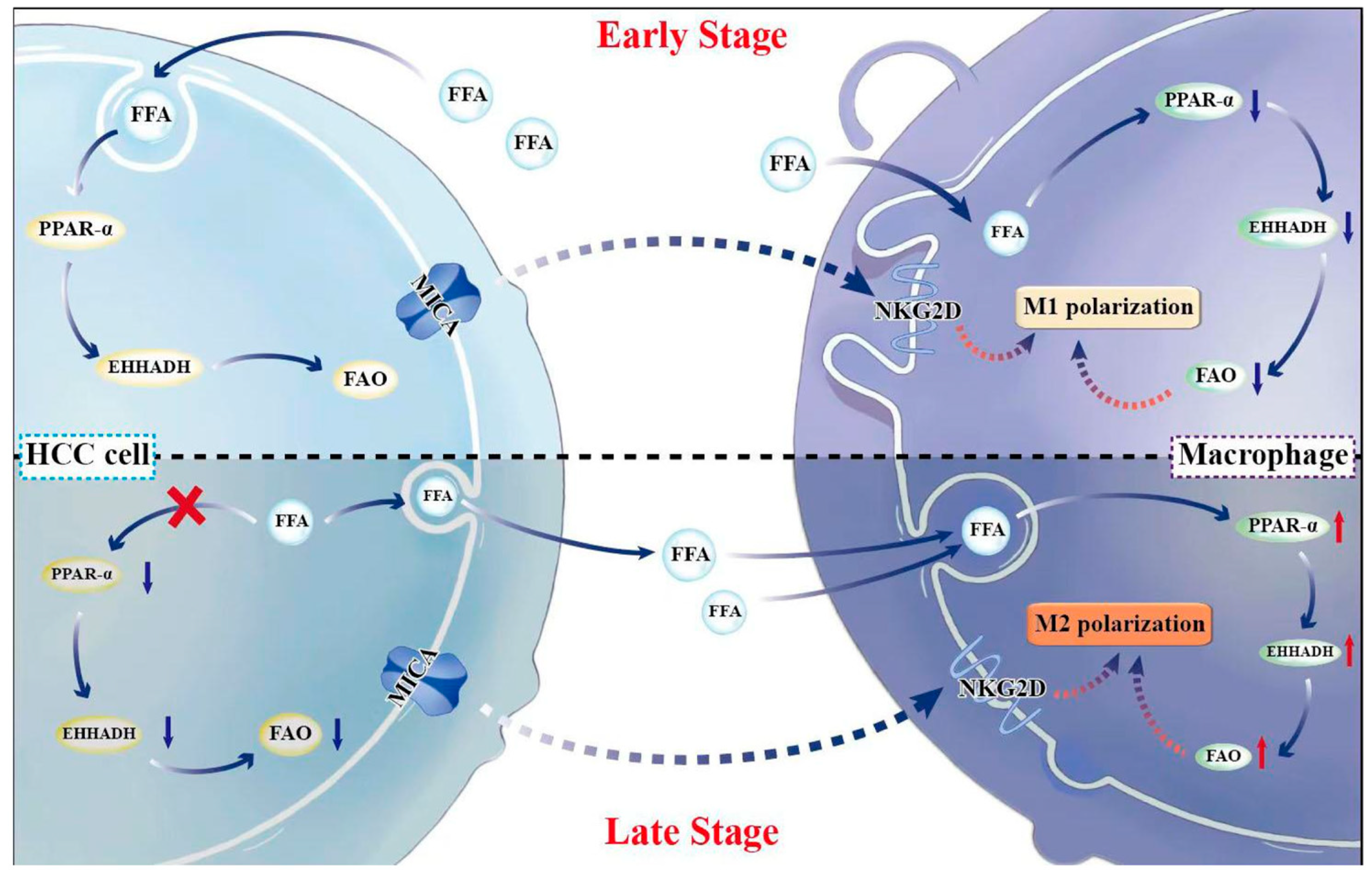 Cancers 17 02365 g006