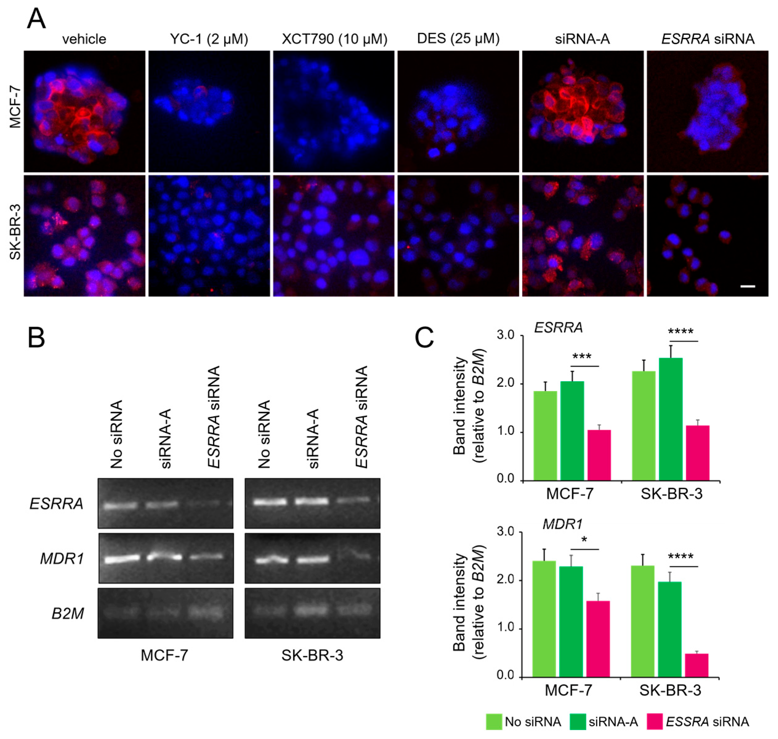 Cancers 17 02382 g003