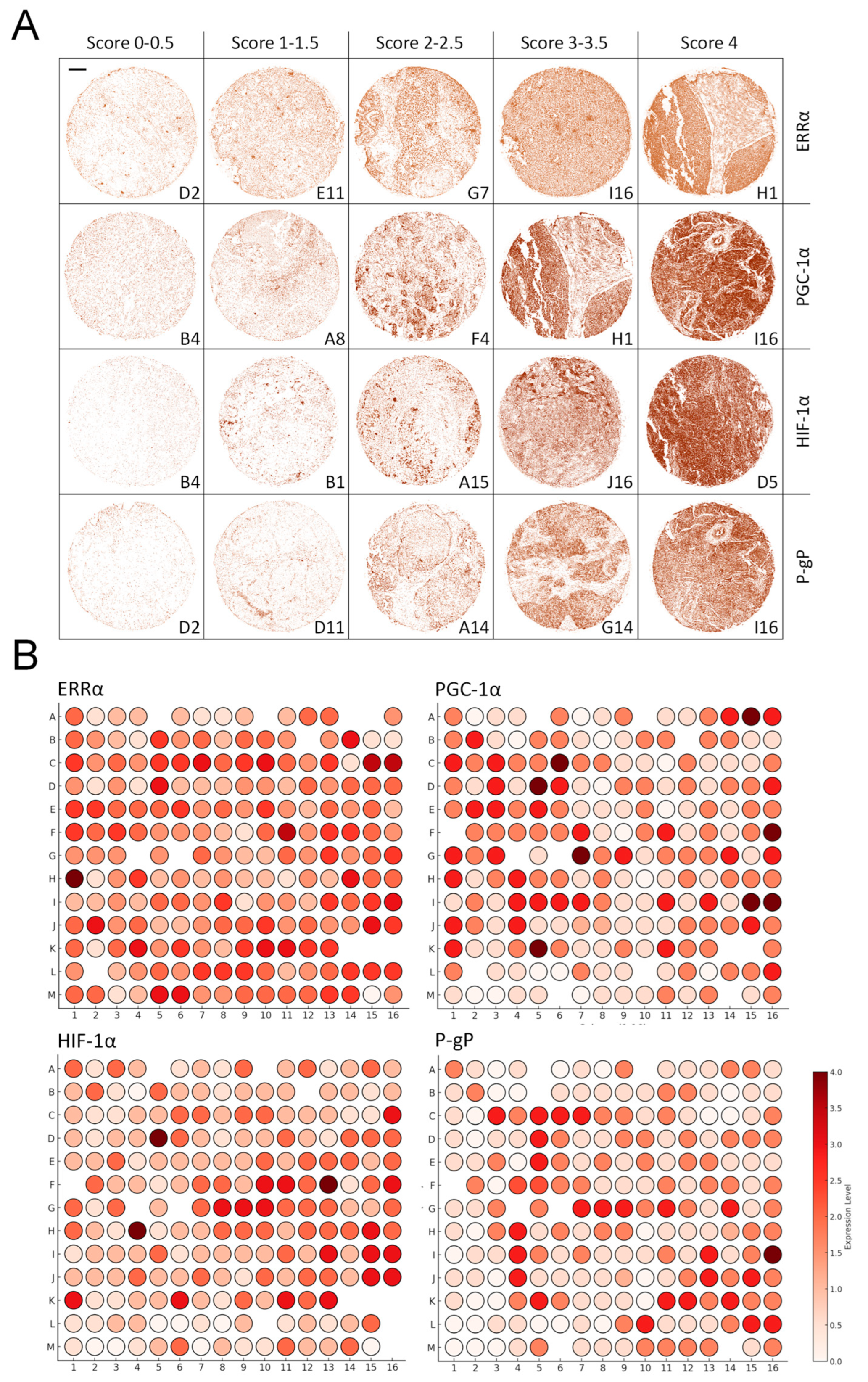 Cancers 17 02382 g006