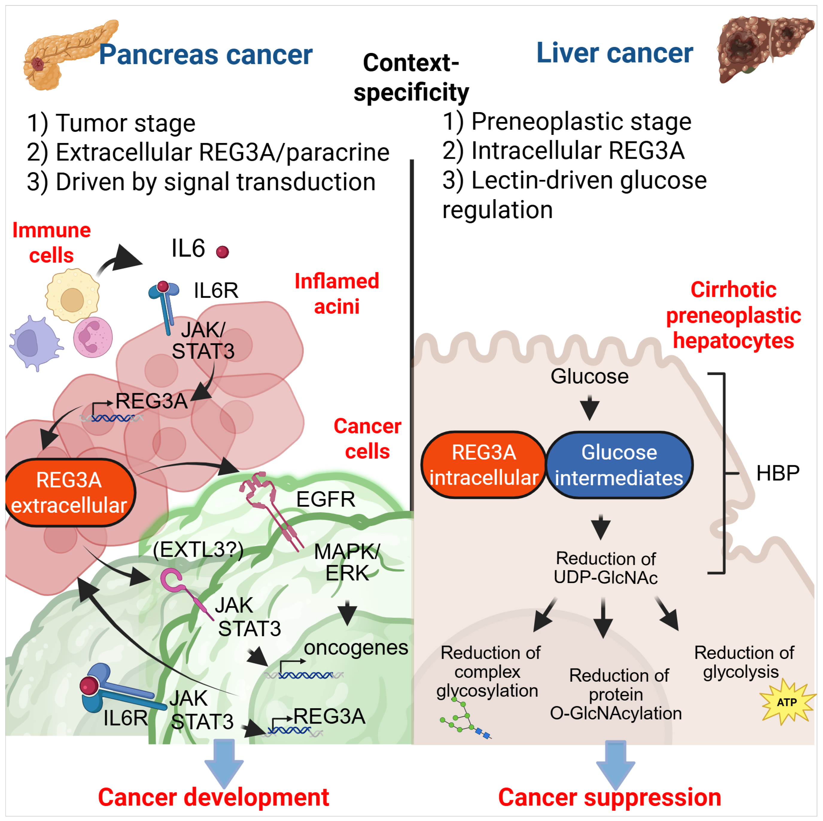 Cancers 17 02395 g003 Cancers 17 02395 g003
