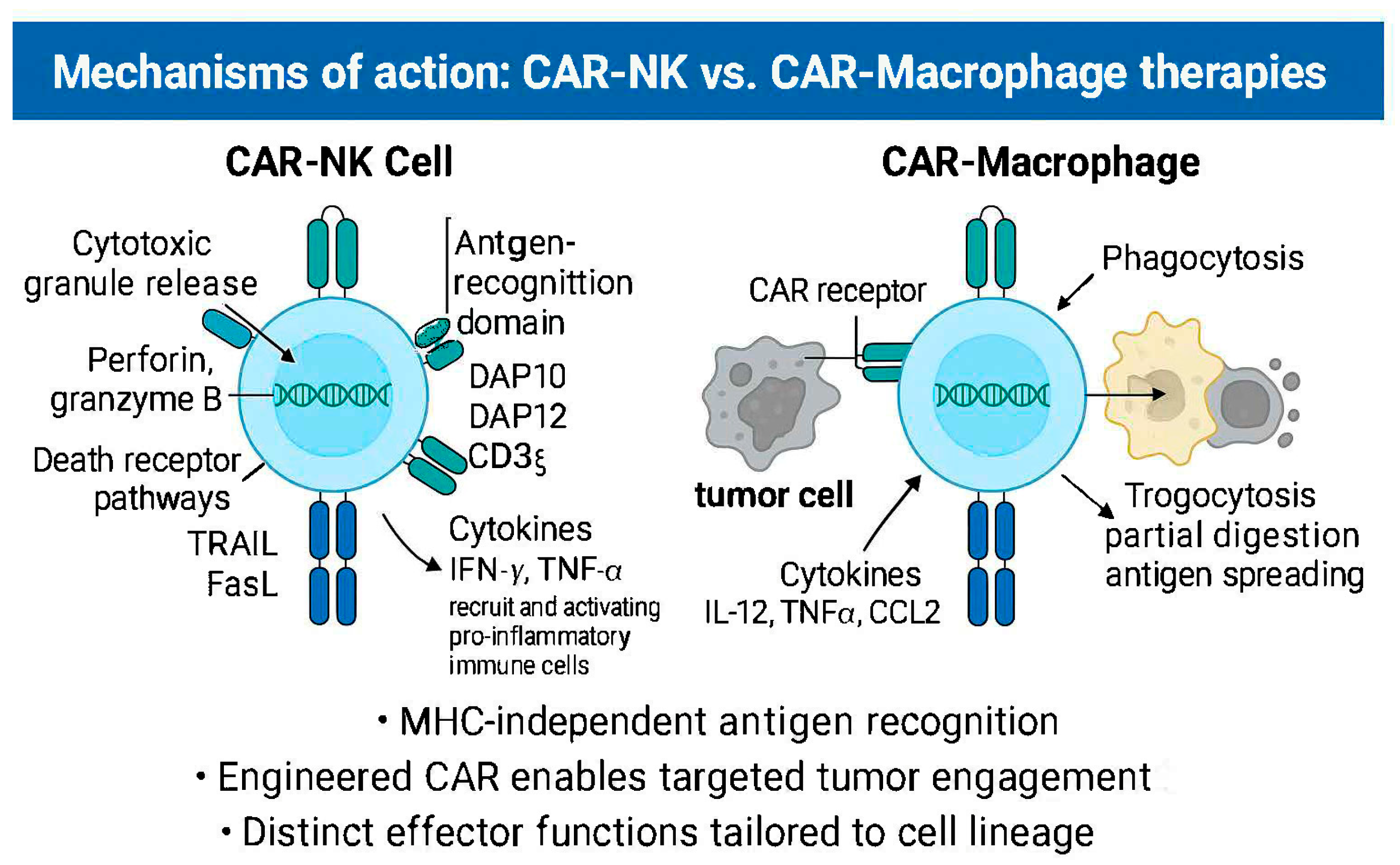 Cancers 17 02397 g001