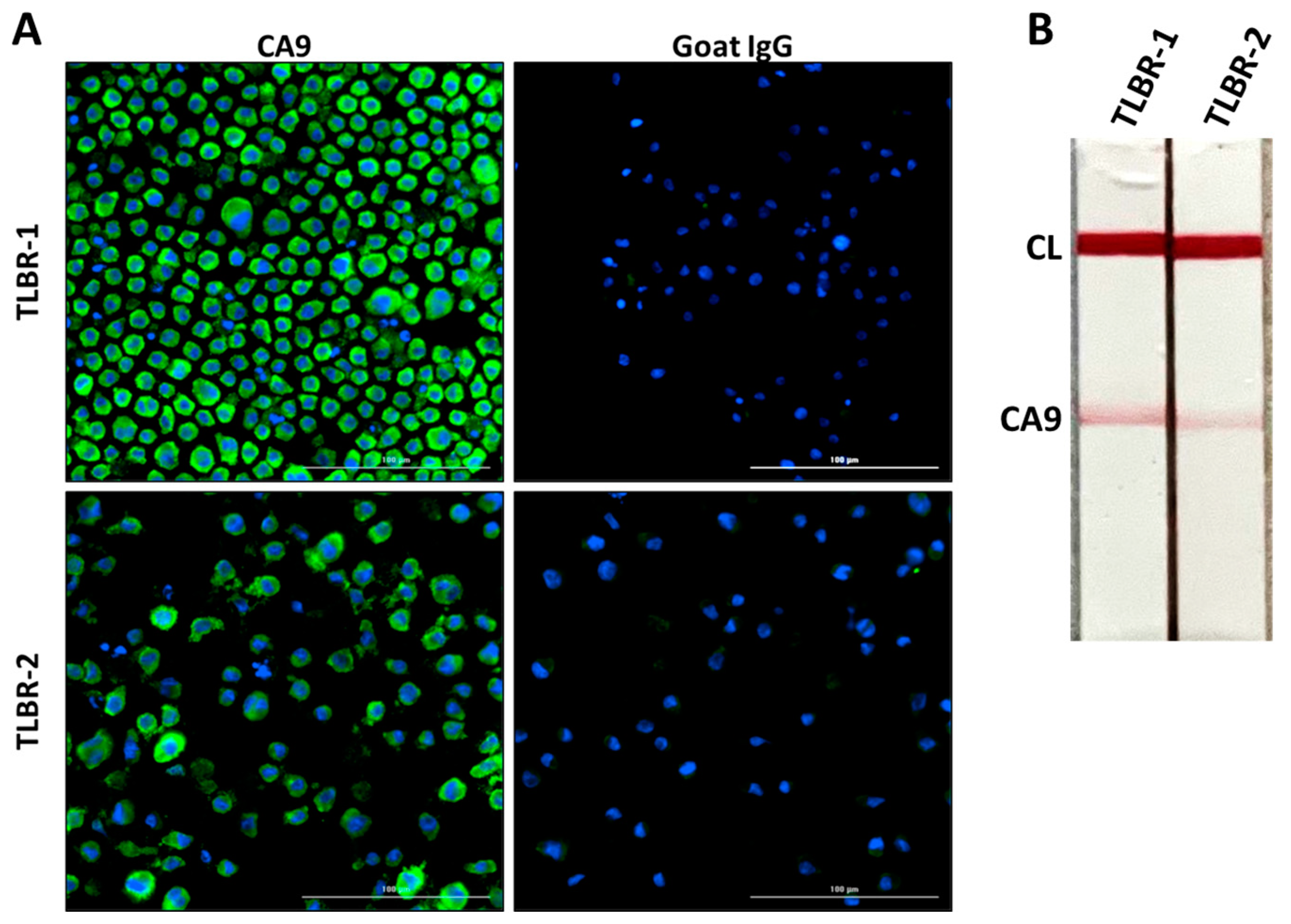 Cancers 17 02405 g003