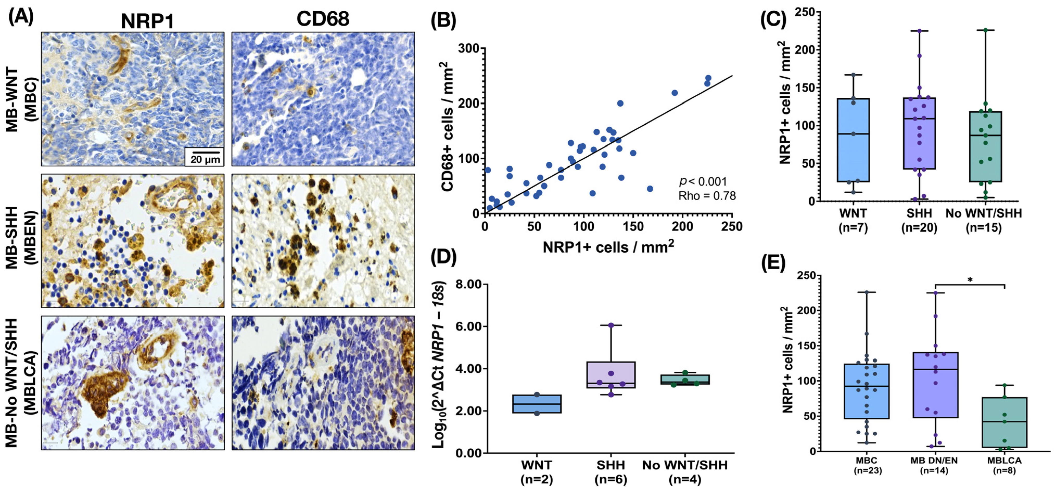 Cancers 17 02417 g001